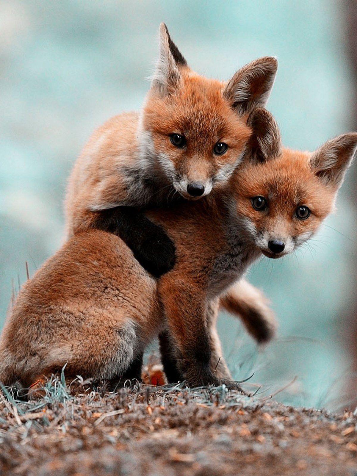 Animals cute baby Foxes mobile wallpaper Animals cute baby Foxes