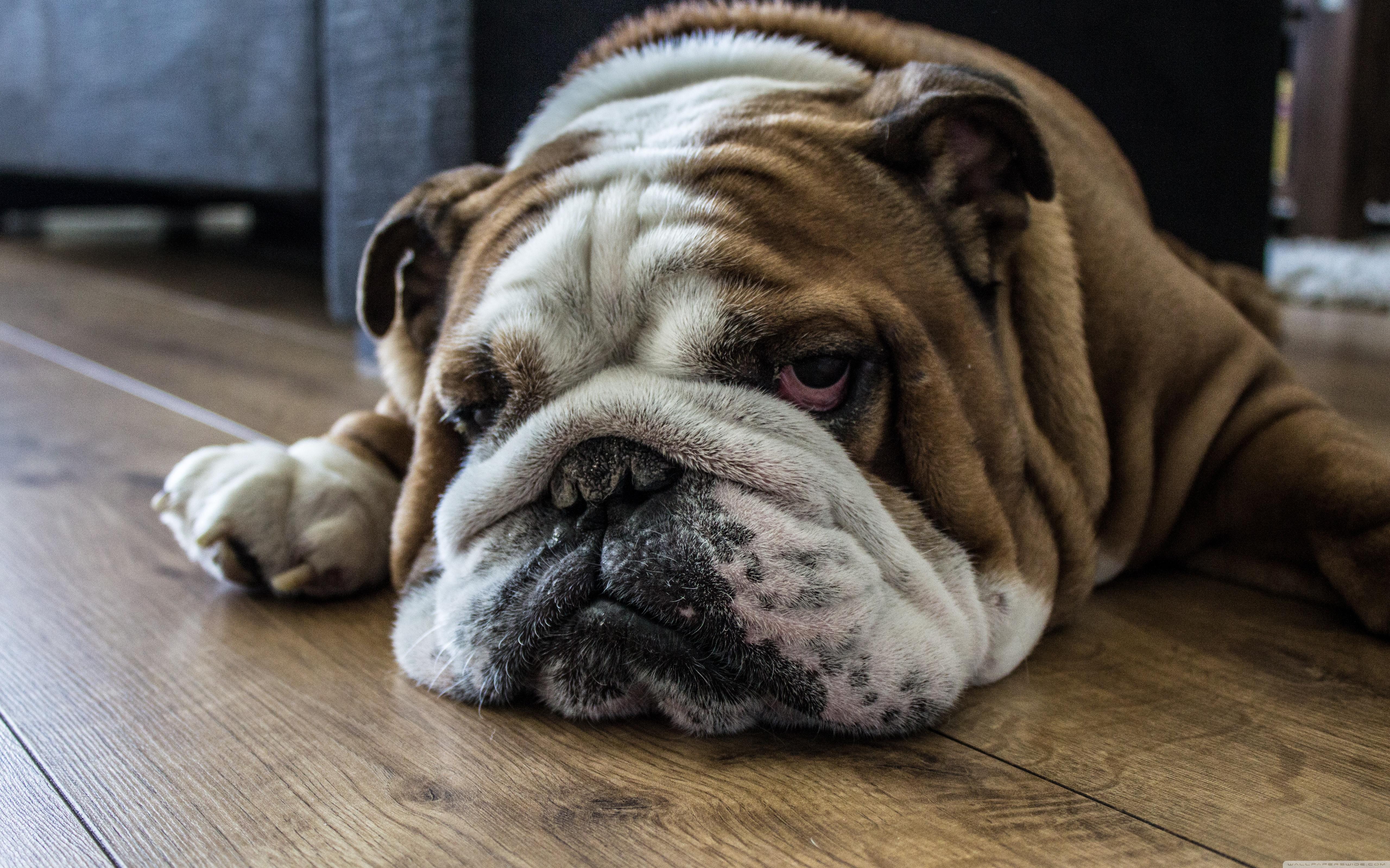 Lazy Dogs Wallpapers Wallpaper Cave Lazy Dogs Wallpapers Wallpaper Cave