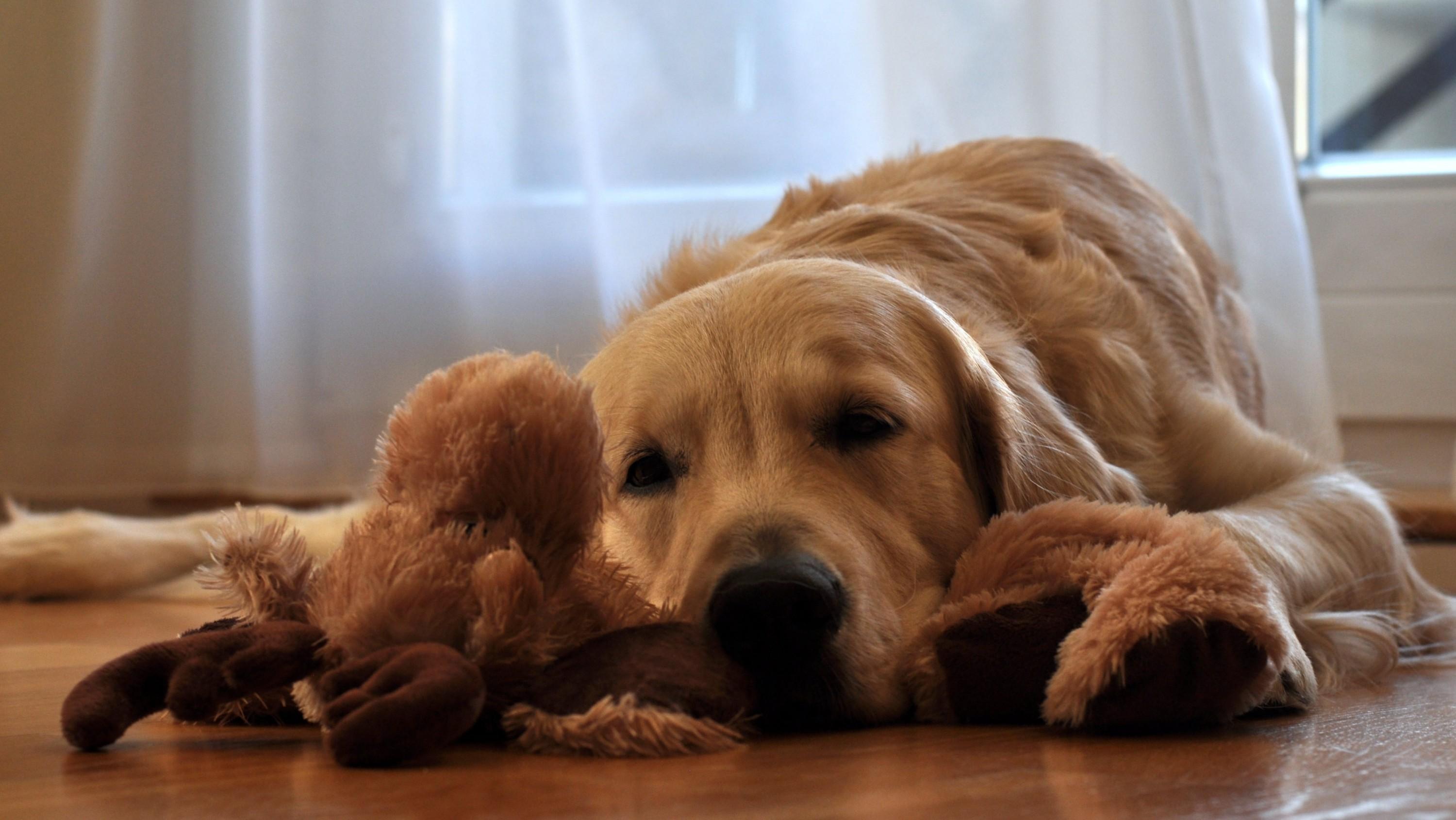 Download 3000x1688 Golden Retriever, Lying Down, Lazy, Dogs