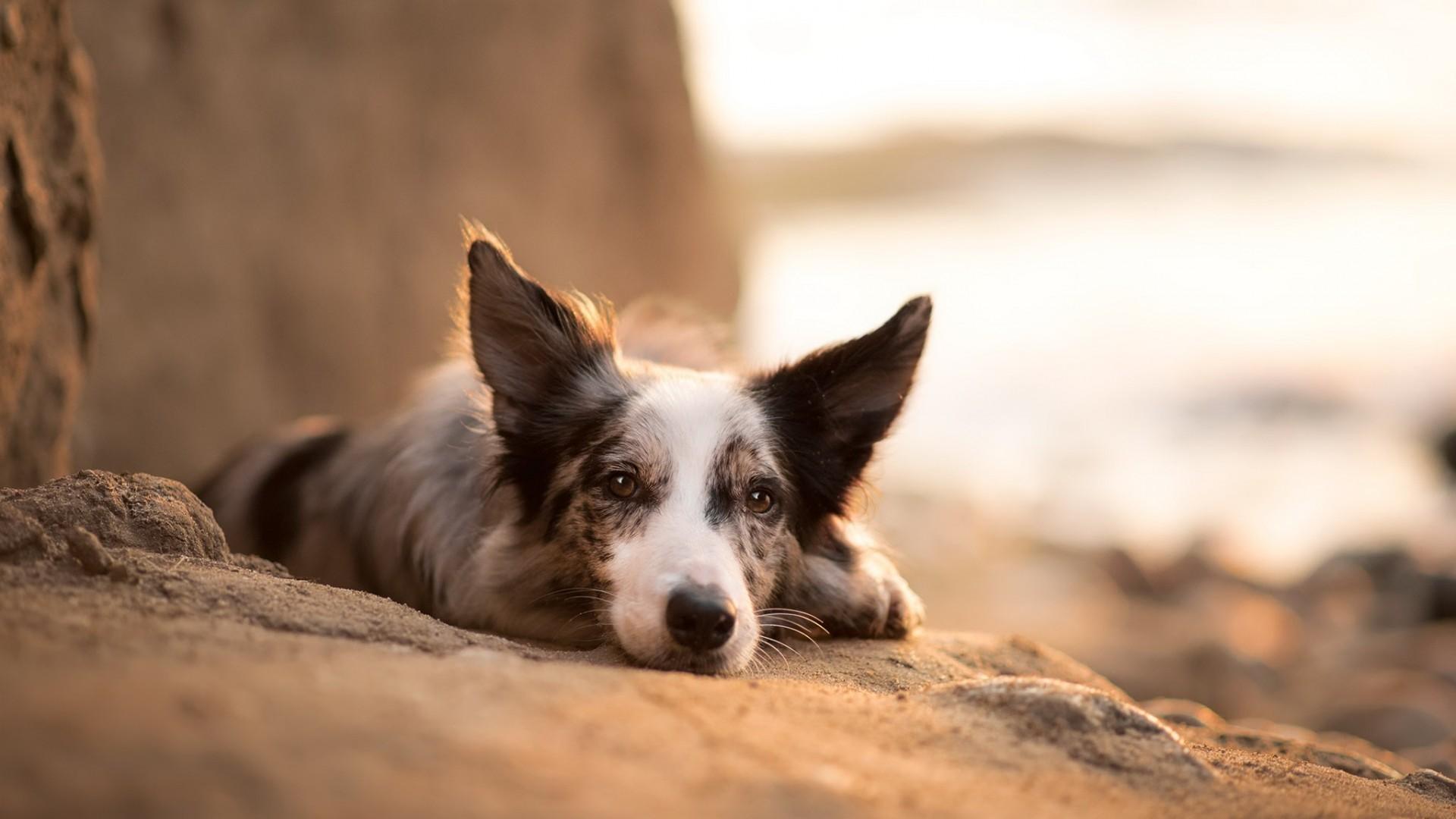 Download 1920x1080 Border Collie, Lying Down, Lazy, Dogs