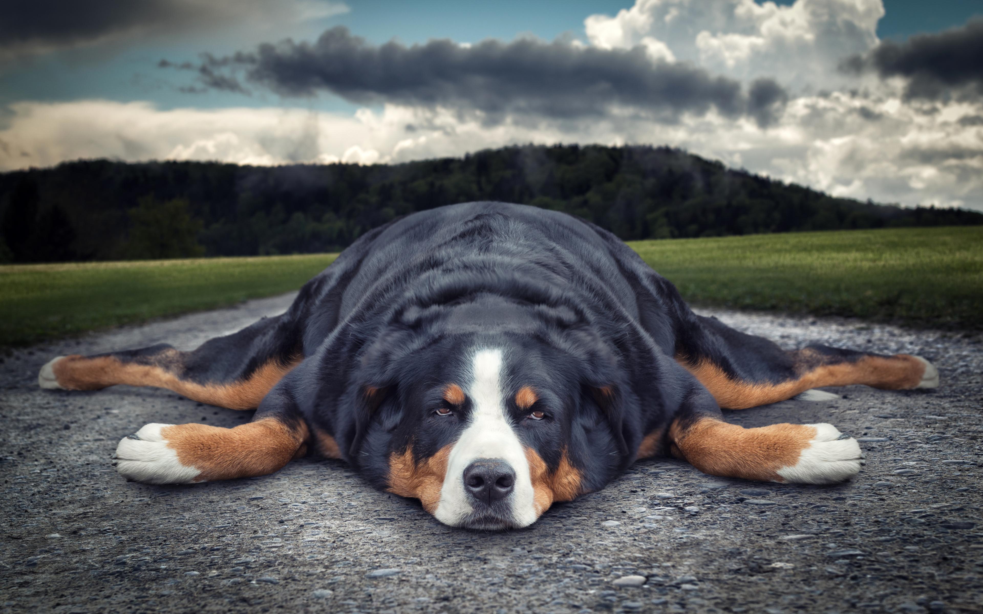 Download wallpaper 4k, Berner Sennenhund, lazy dog, pets