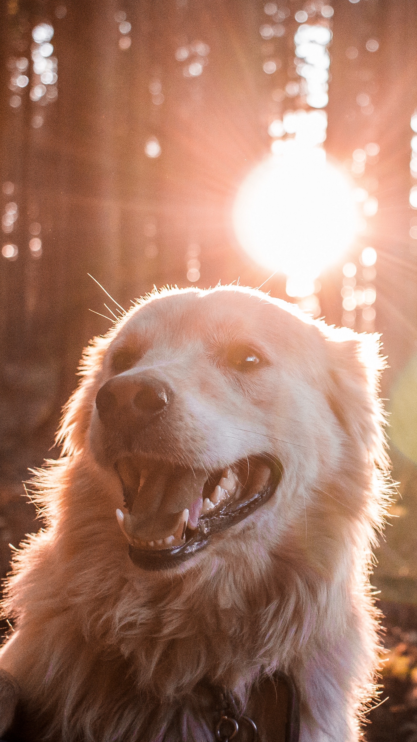Wallpaper Dog, Sunlight, Happy, Forest Dog Wallpaper Phone