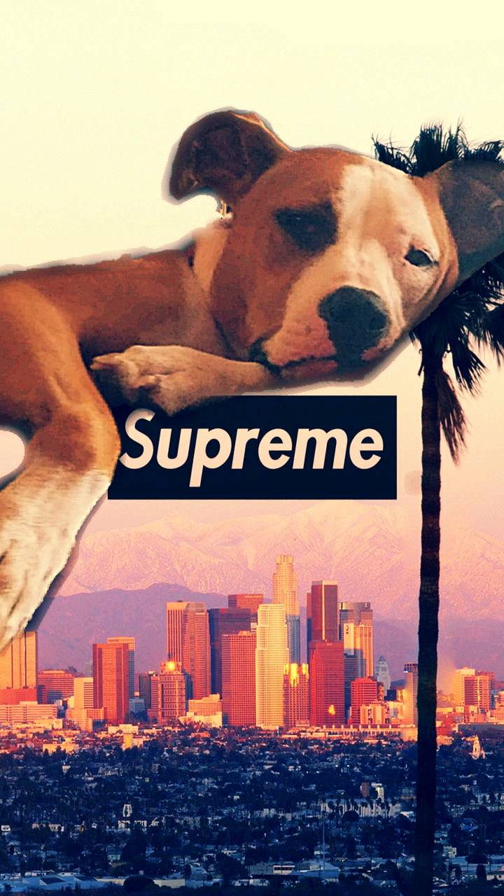 Lazy supreme dog wallpaper