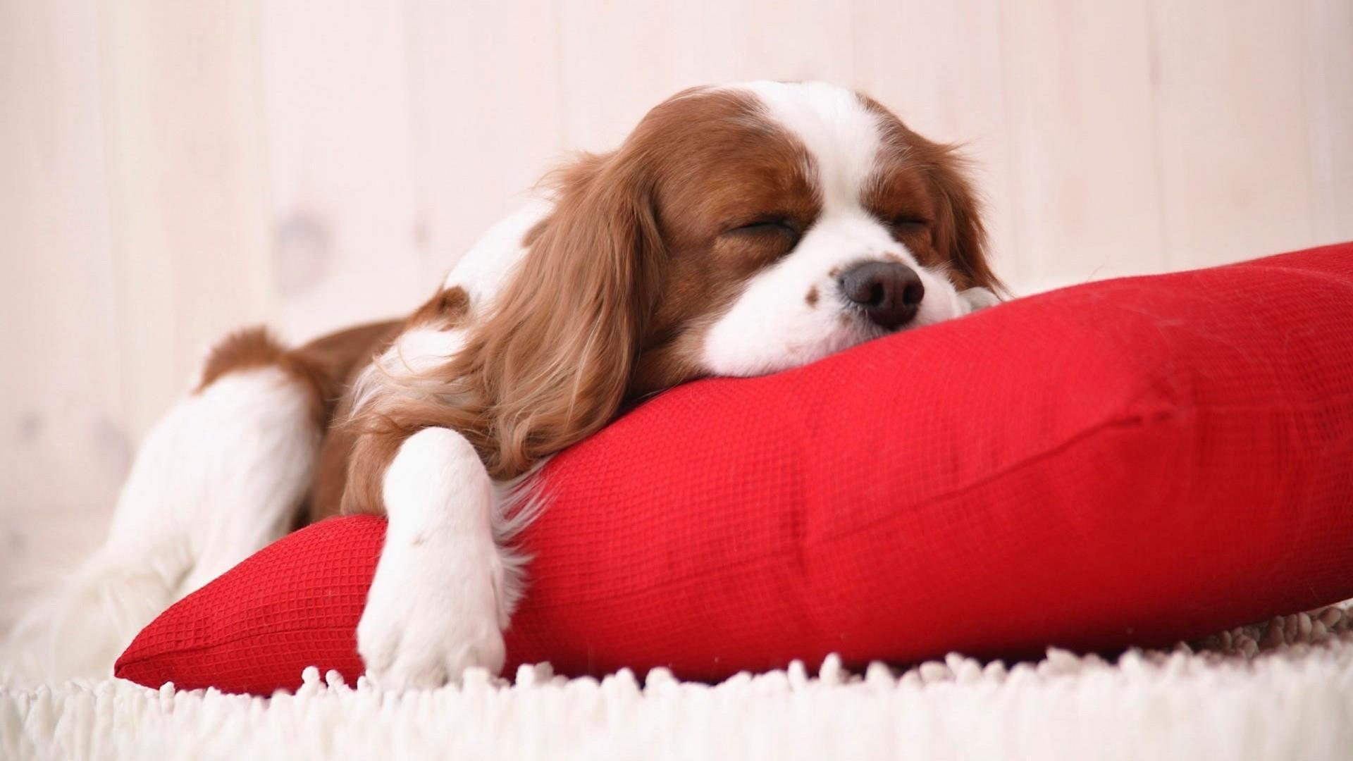 Cute Dog Wallpaper Desktop Mobile (38). Sleeping puppies, King