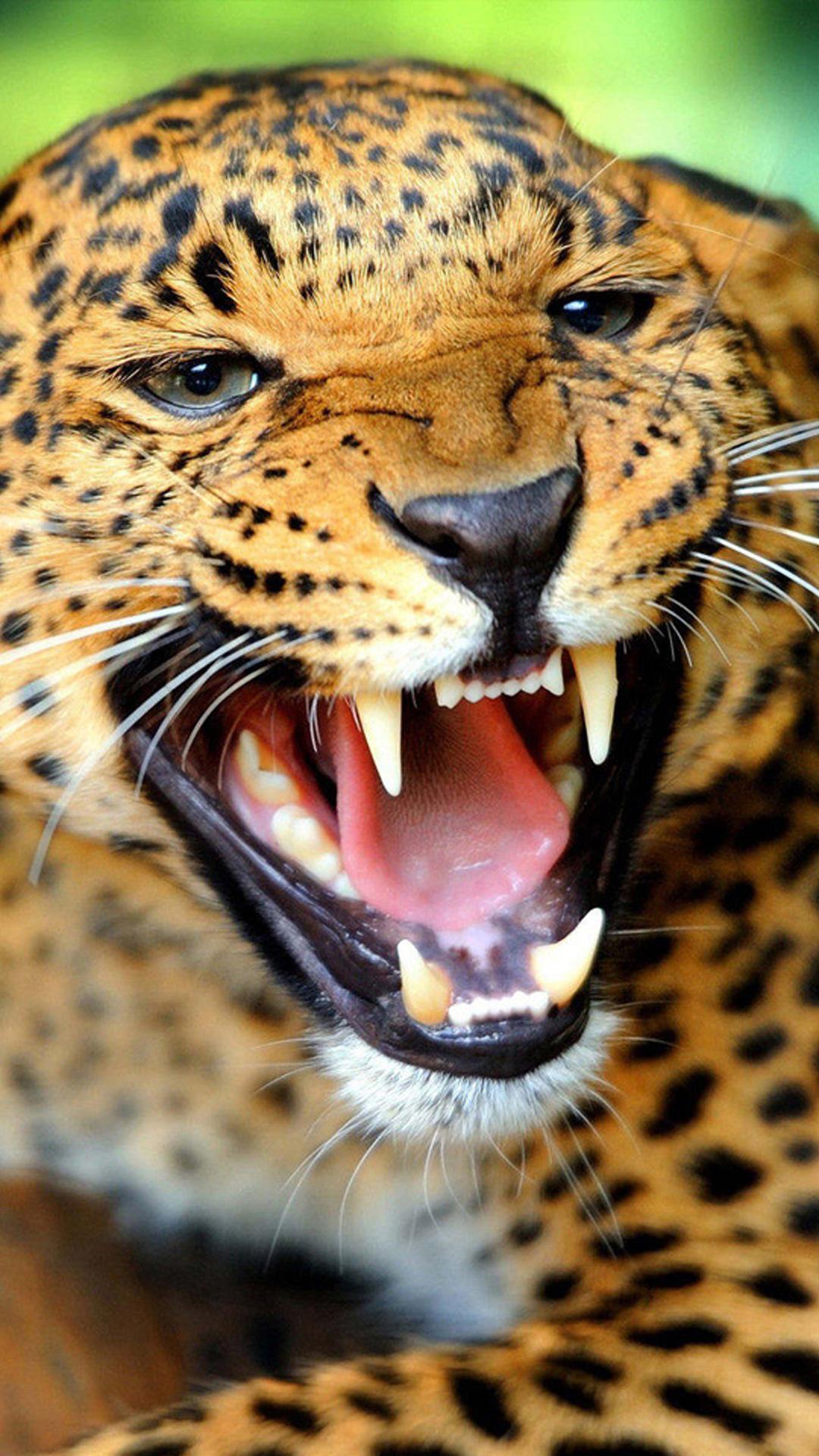 Crazy Angry Leopard Android wallpaper HD wallpaper