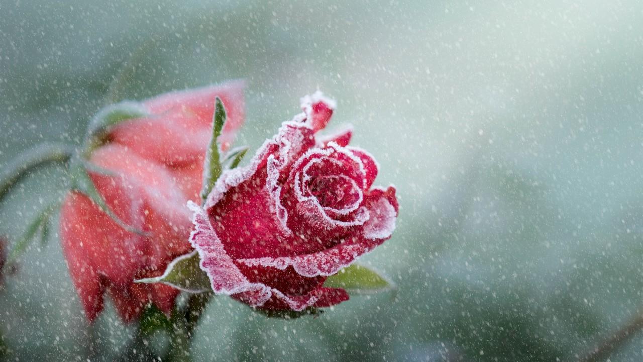 Wallpaper Rose, Frost, Snowfall, 4K, Flowers