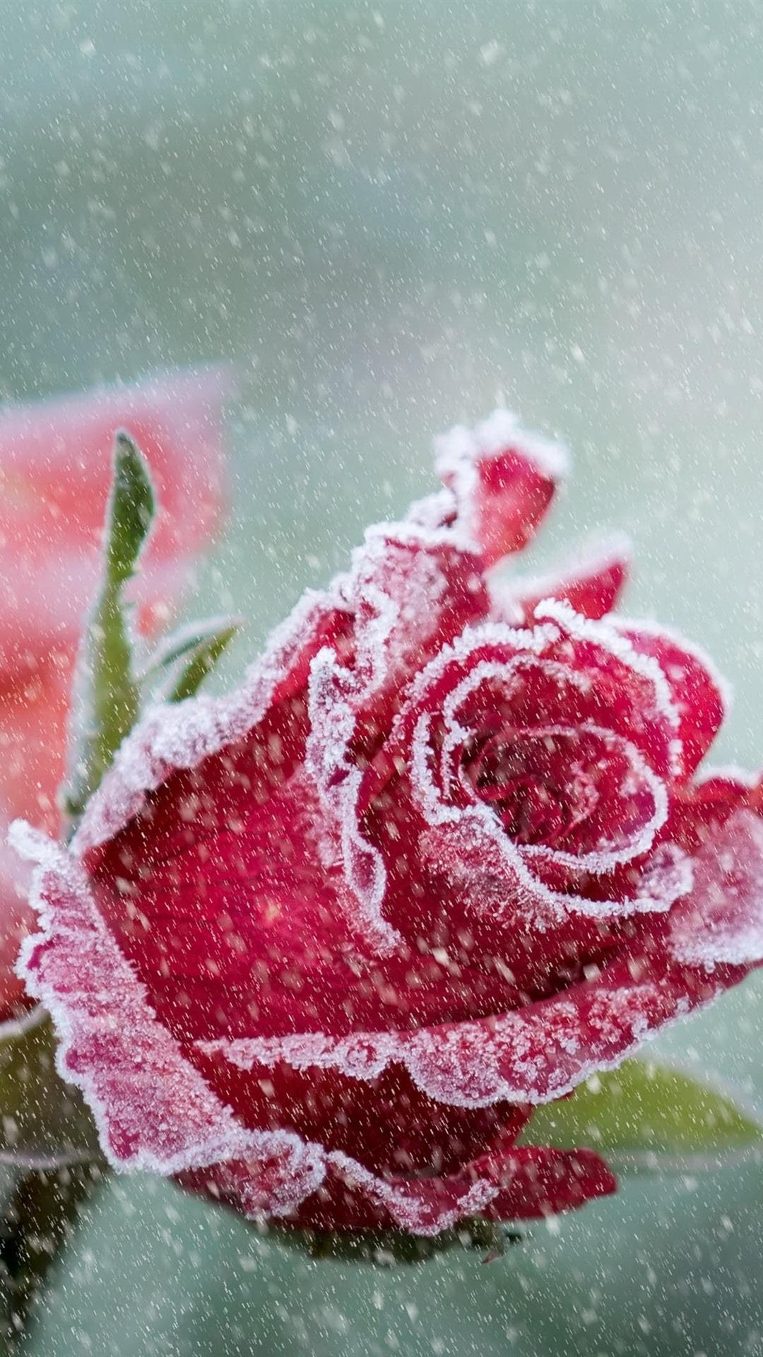 Red Roses, Frost, Snowy 1080x1920 IPhone 8 7 6 6S Plus Wallpaper