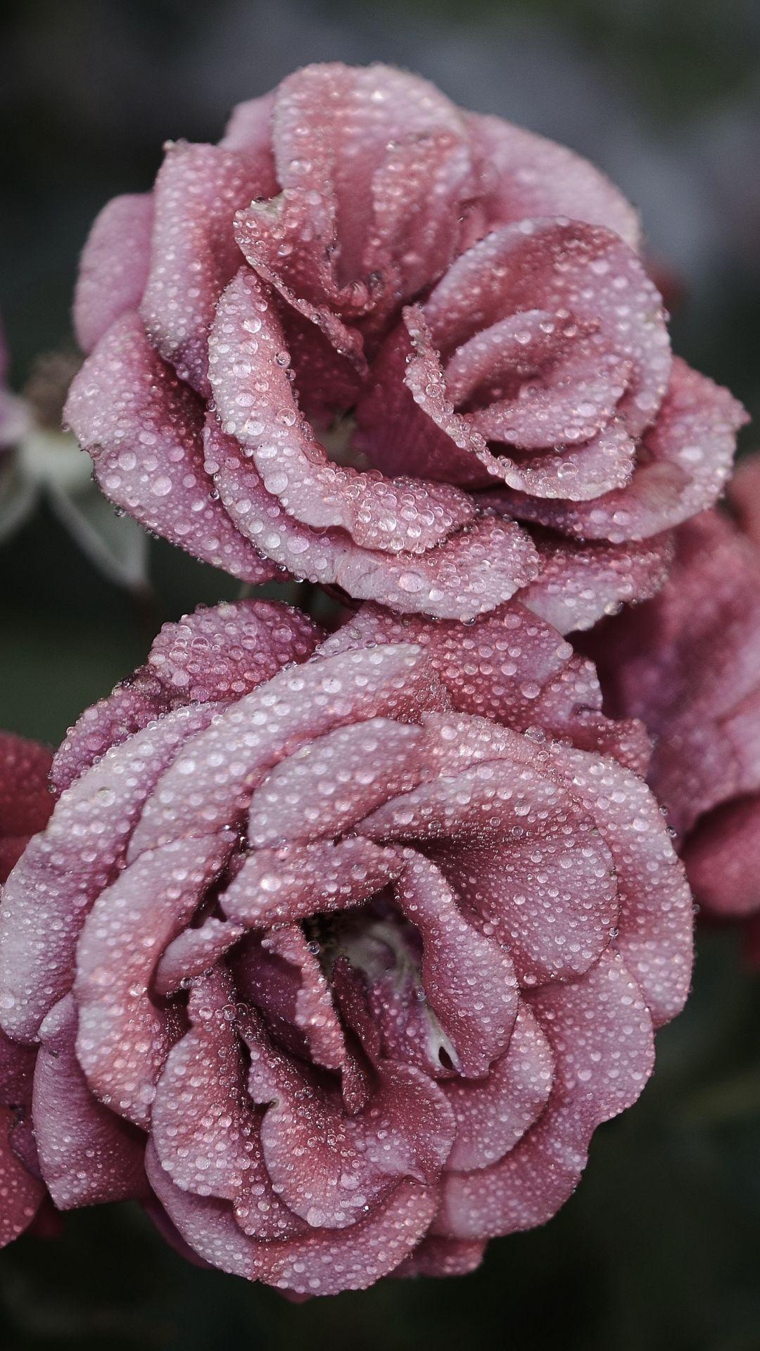 Roses Petals Drops Frost #iPhone #plus #wallpaper. Flower