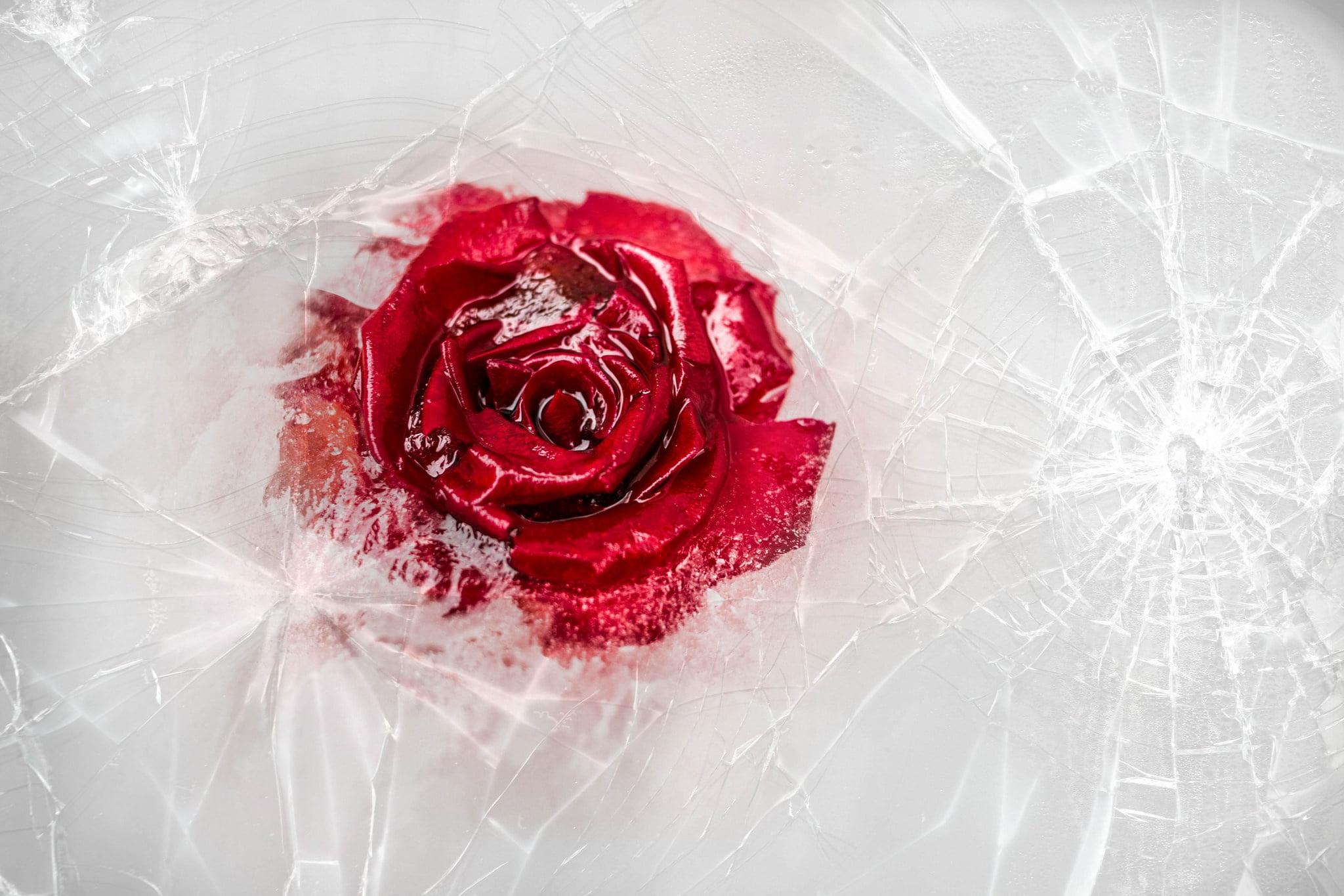 Red rose, ice, plants, rose, flowers HD wallpaper