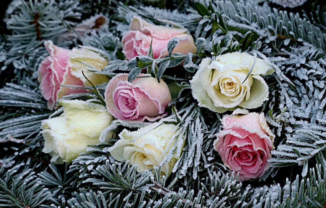 Wallpaper frost, flowers, roses, needles image for desktop