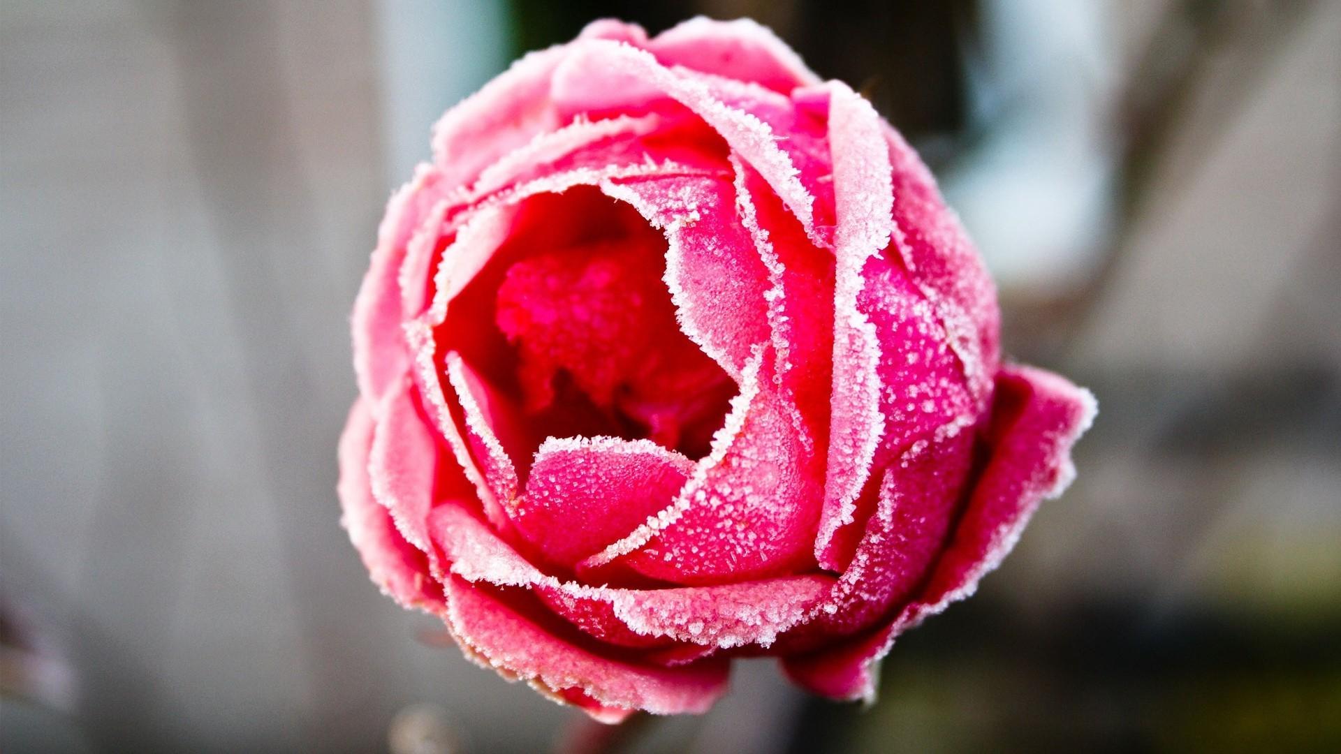 Rose covered with frost