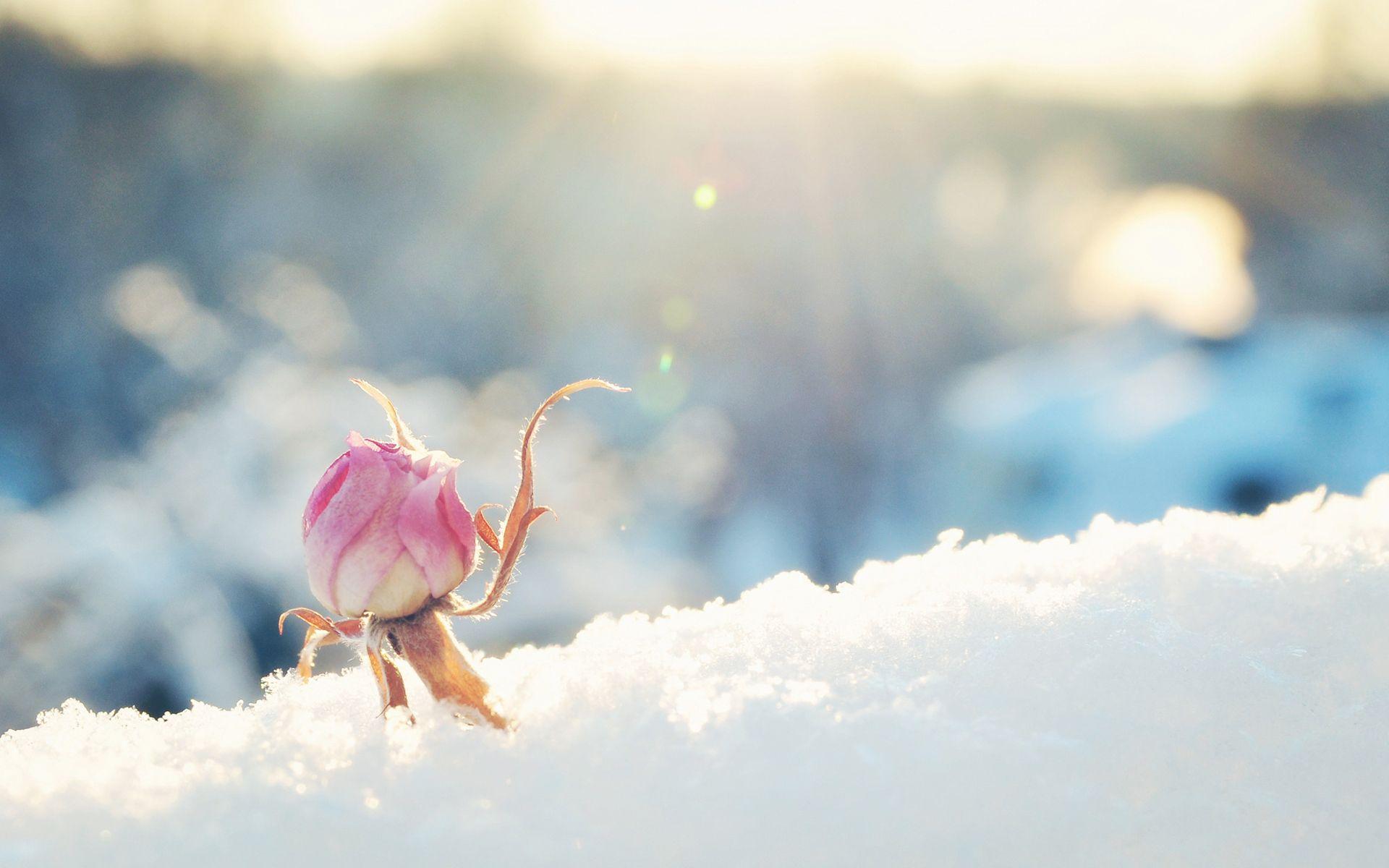 Flowers in Snow Wallpaper Free Flowers in Snow Background
