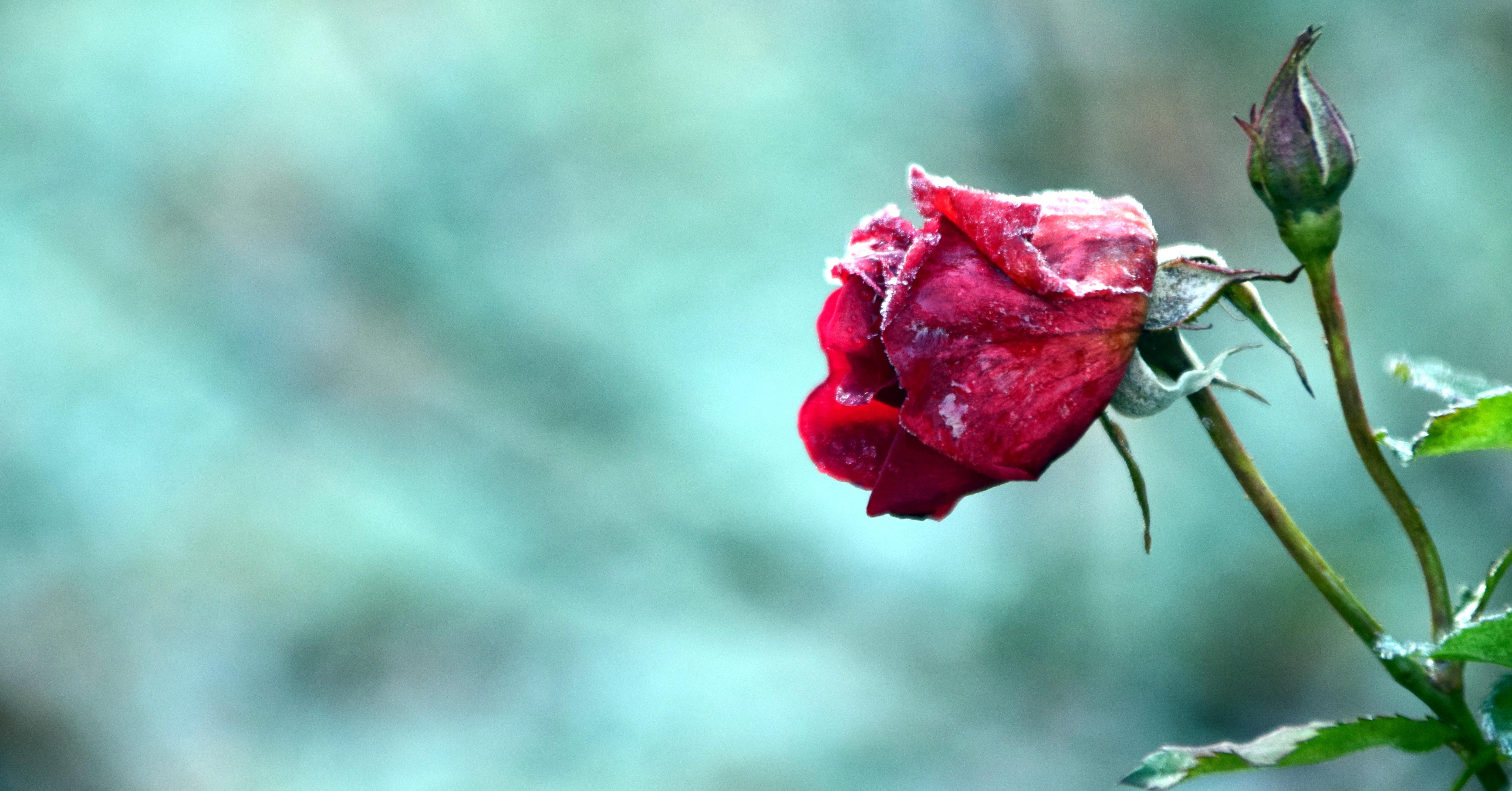 Download 5600x2928 Red Rose, Frost, Bud, Close Up Wallpaper