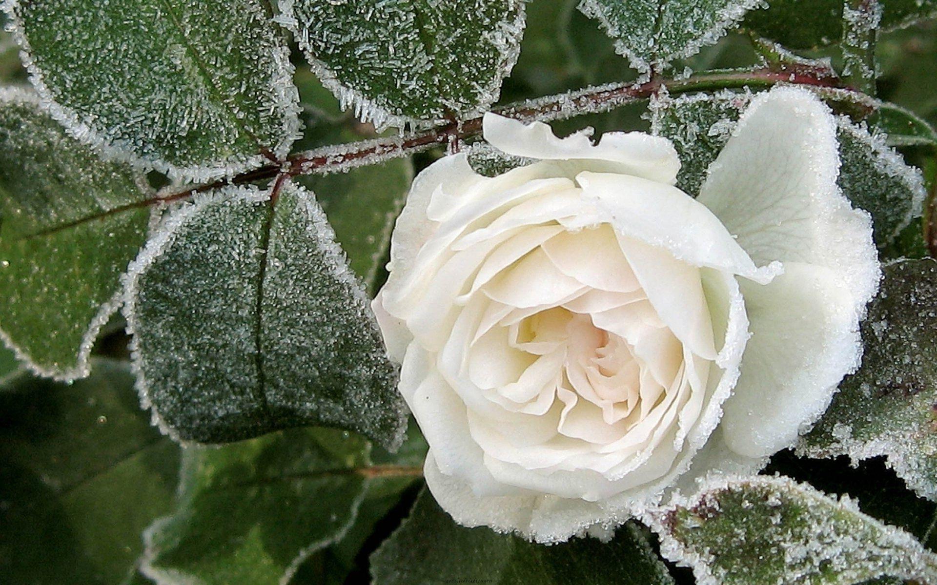 Ice petals rose winter frost White leaves macro
