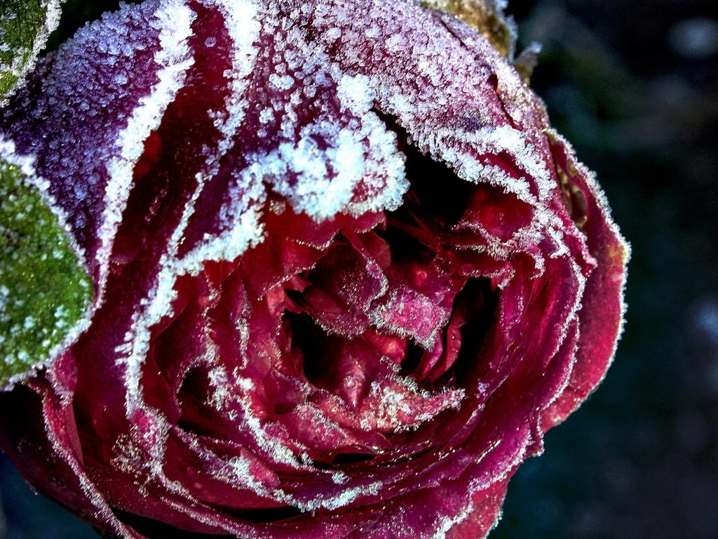 Download Wallpaper 1024x768 Rose, Bud, Close Up, Frost, Snow