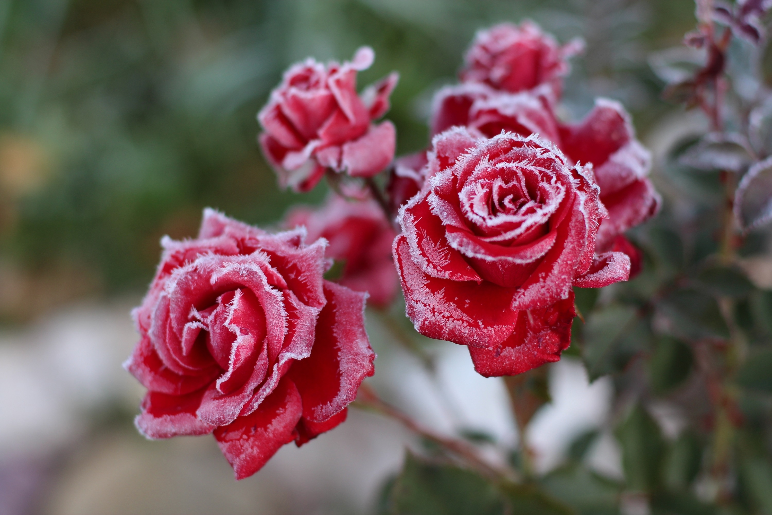 Wallpaper. Flowers. photo. picture. flowers, rose, frost, frost