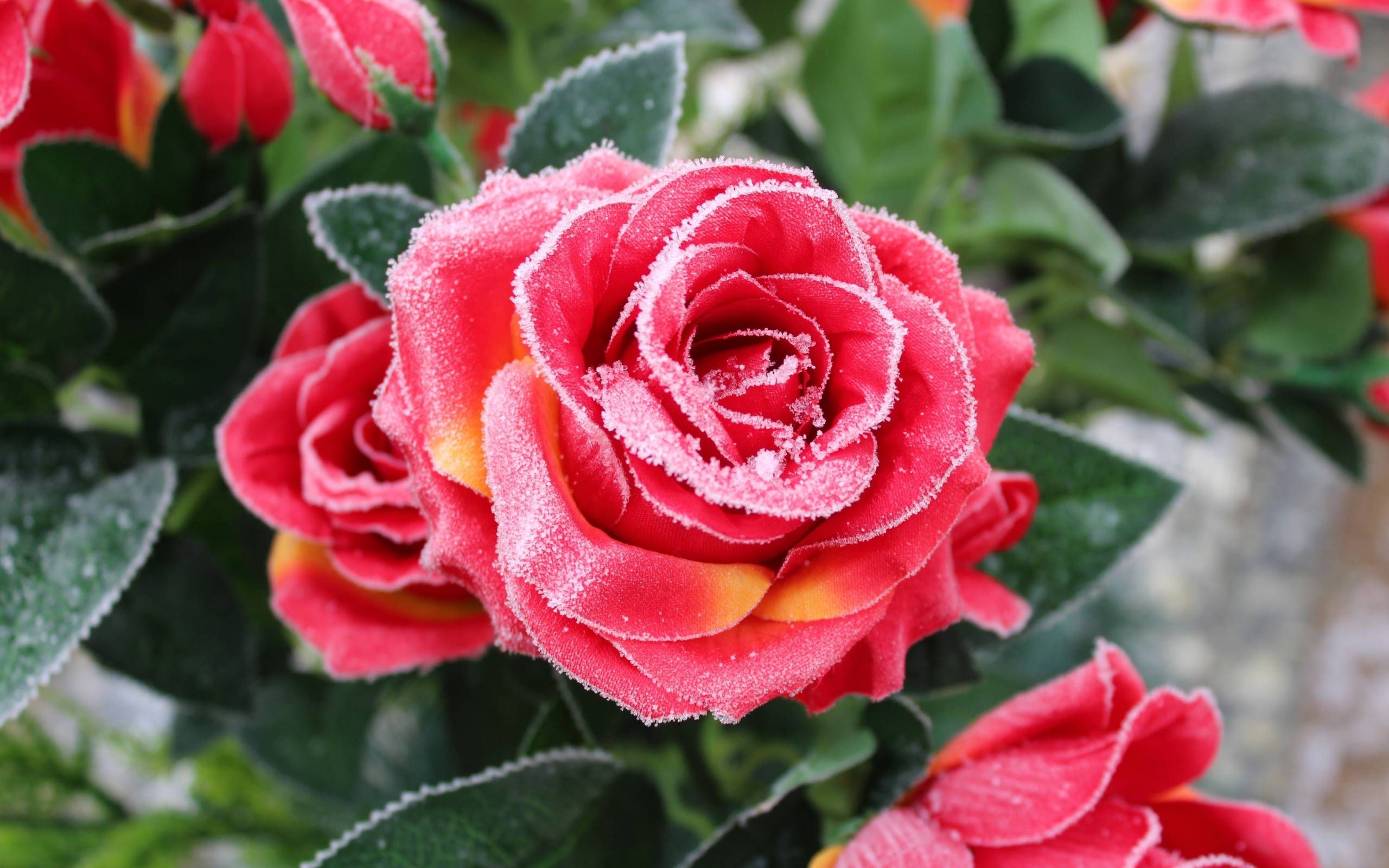 Download 2560x1600 wallpaper rose, leaves, snowfrost, winter, dual