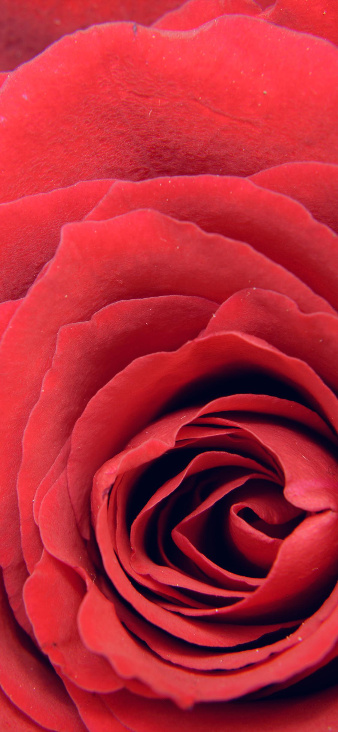 iPhone X wallpaper. rose red flower