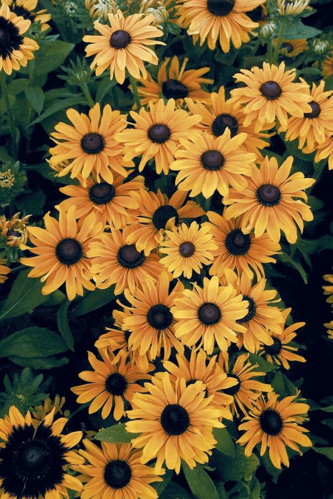 Yellow Aesthetic Sunflowers HD Wallpaper (Desktop Background / Android / iPhone) (1080p, 4k) (1080x1620) (2020)