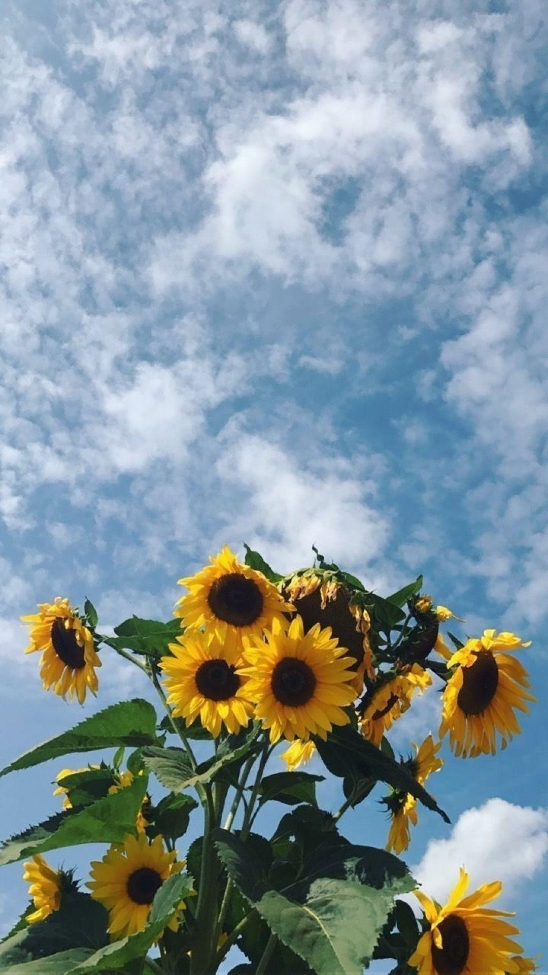 Yellow Aesthetic Sunflowers HD Wallpaper (Desktop Background / Android / iPhone) (1080p, 4k) (1080x1920) (2021)