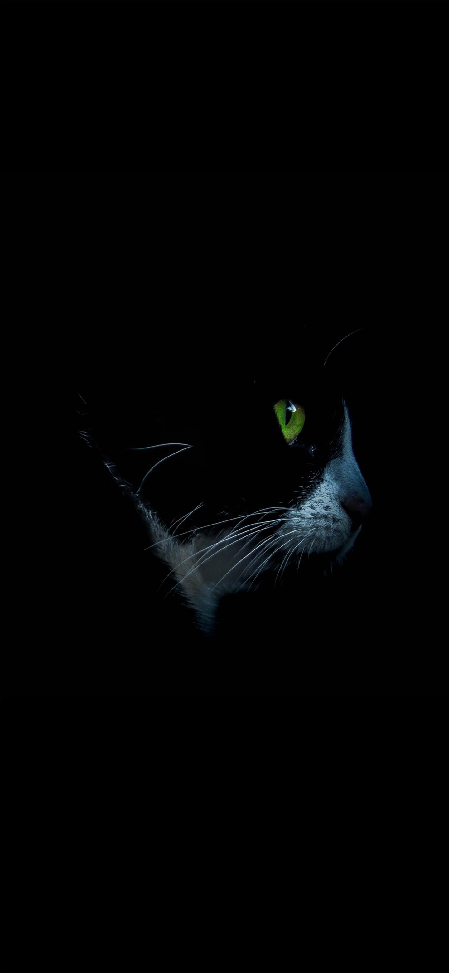 Green eyed cat Amoled Wallpaper