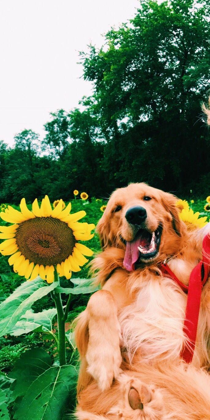 12 background dogs images