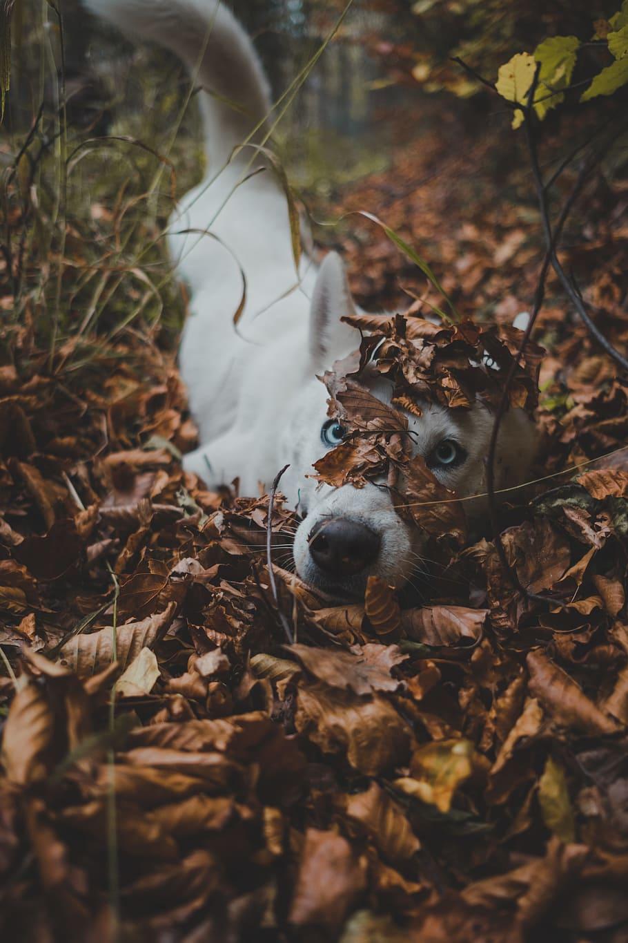HD wallpaper: white dog lying in bush, eye, forest, autumn, vsco, fur, blue