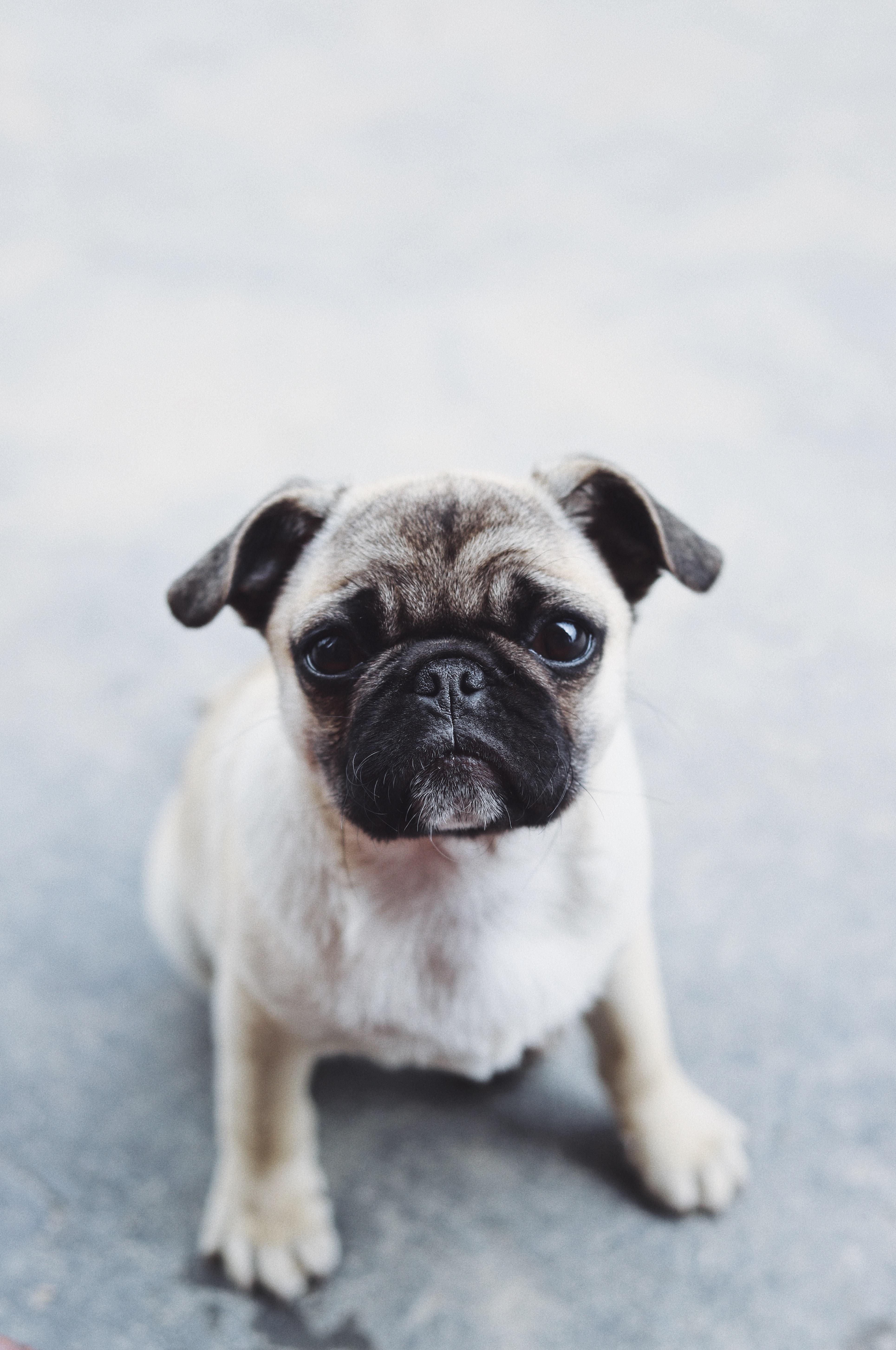 Pug Wallpaper: Free HD Download [HQ]