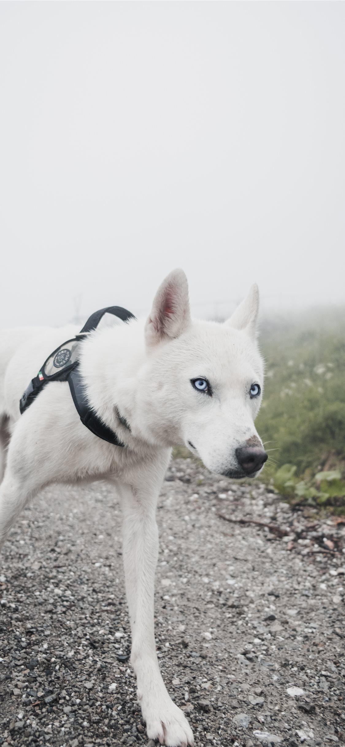 Best vsco iPhone X Wallpaper HD