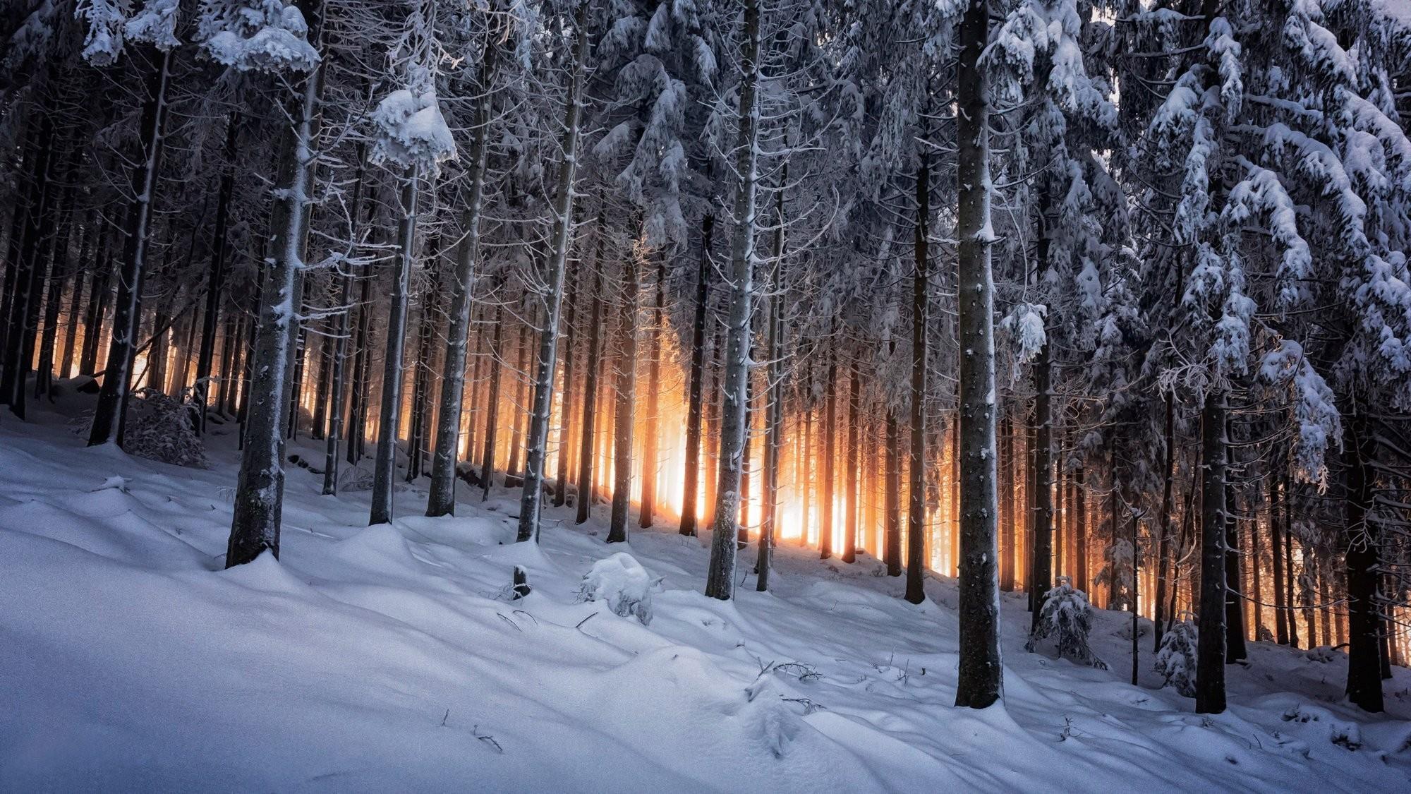 30k Snow Forest Pictures  Download Free Images on Unsplash