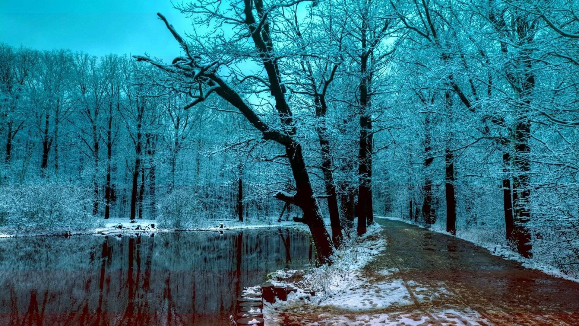winter forest wallpaper[1920x1080]