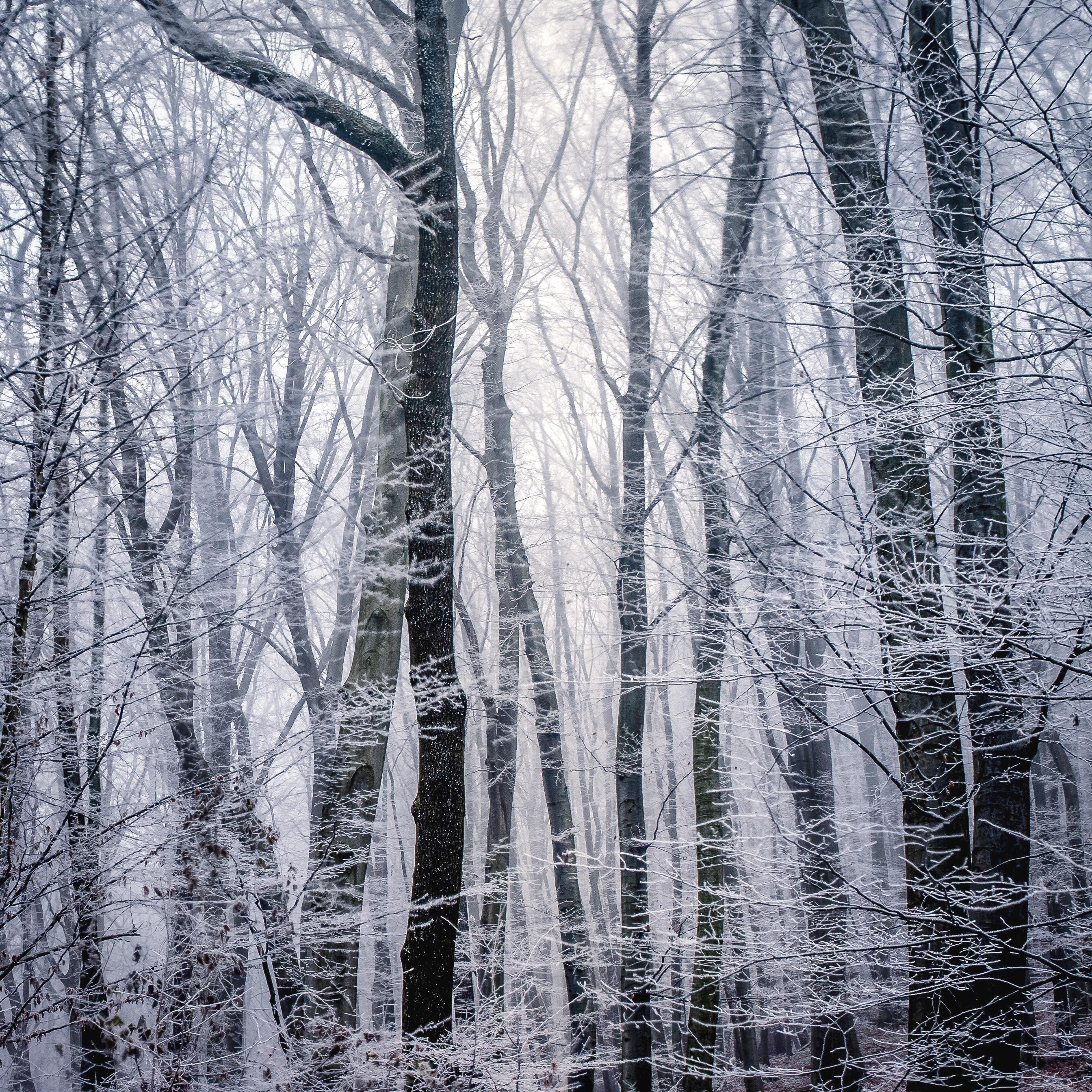 Winter Forest Picture. Download Free Image