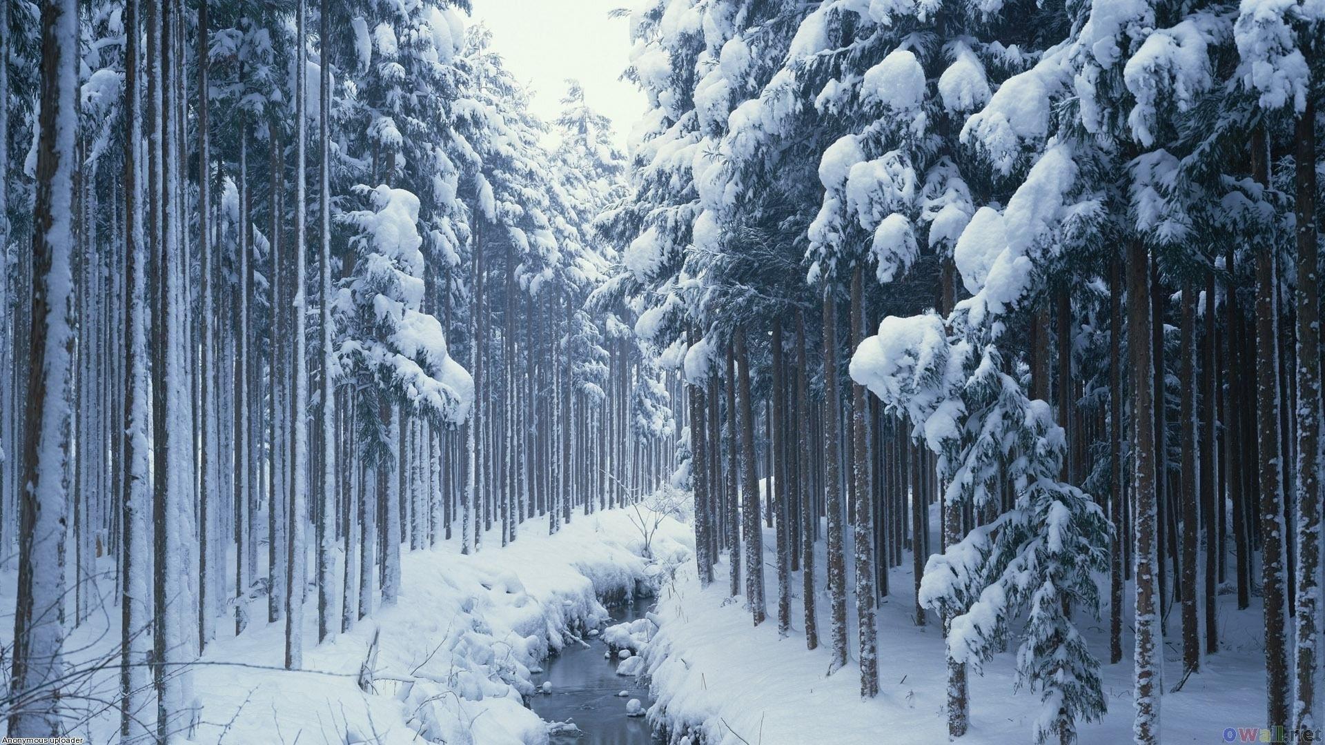 Winter forest Wallpaper