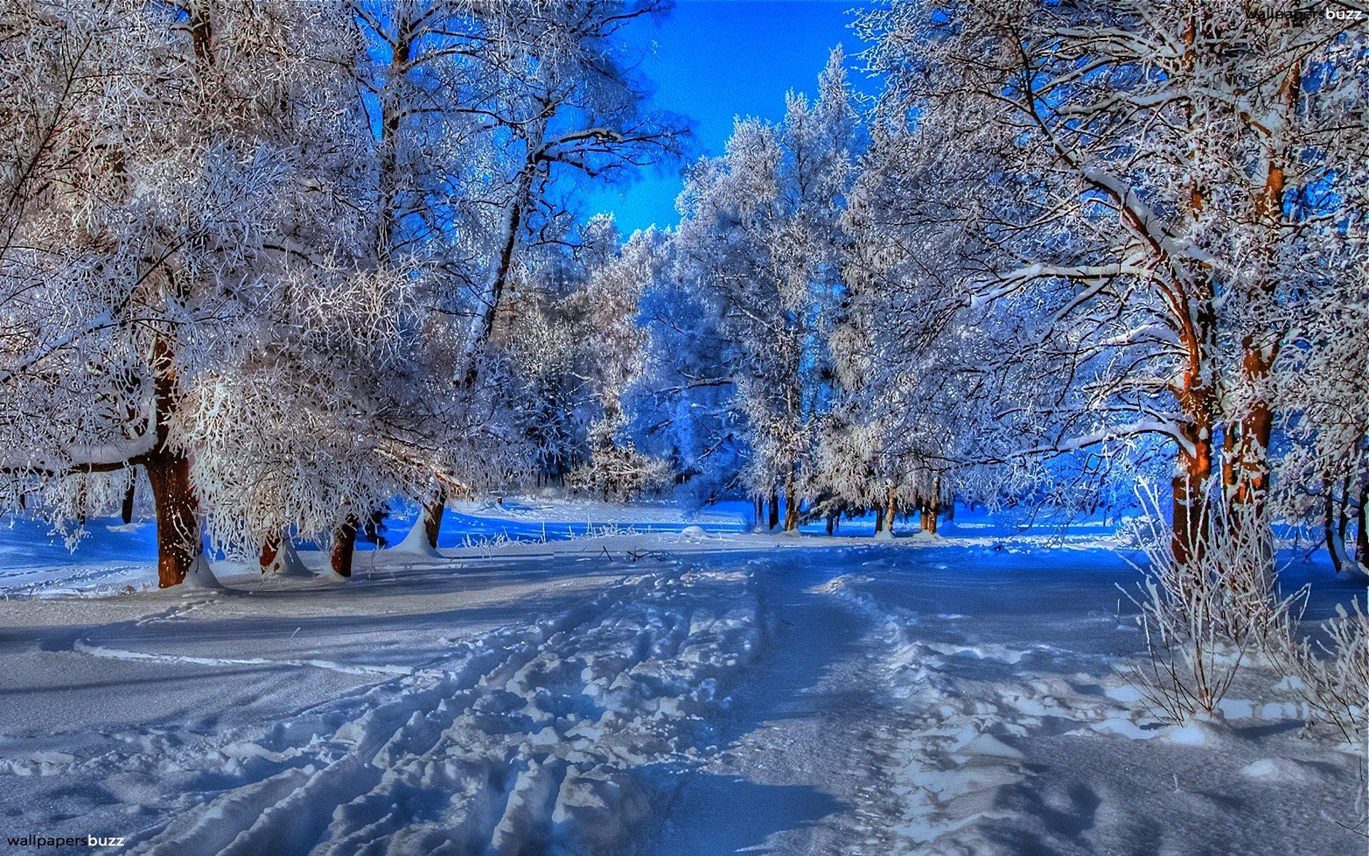 Path in winter forest HD Wallpaper