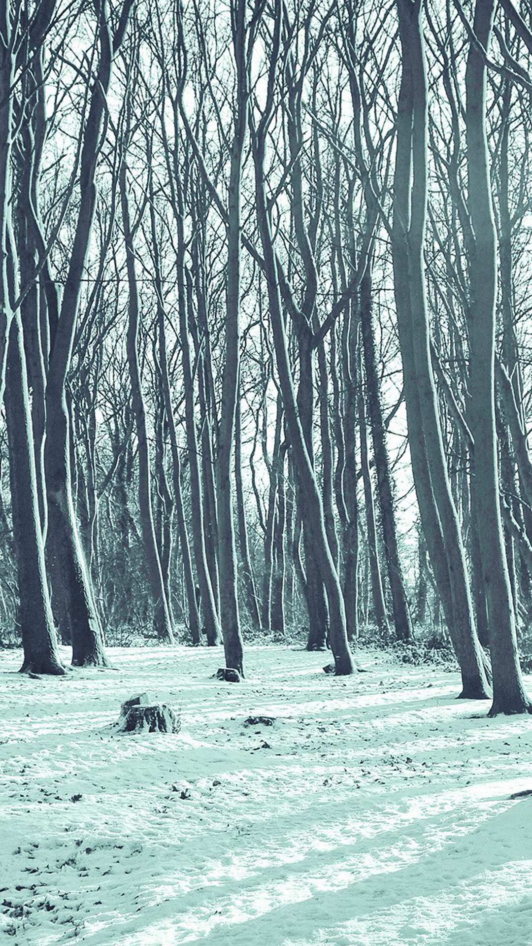 Featured image of post Snowy Forest Wallpaper Iphone Snowy forest winter trees kids jackets dresses shoes garden vacations 2006 season coats fall flowers santa claus green red trees trips ski sports