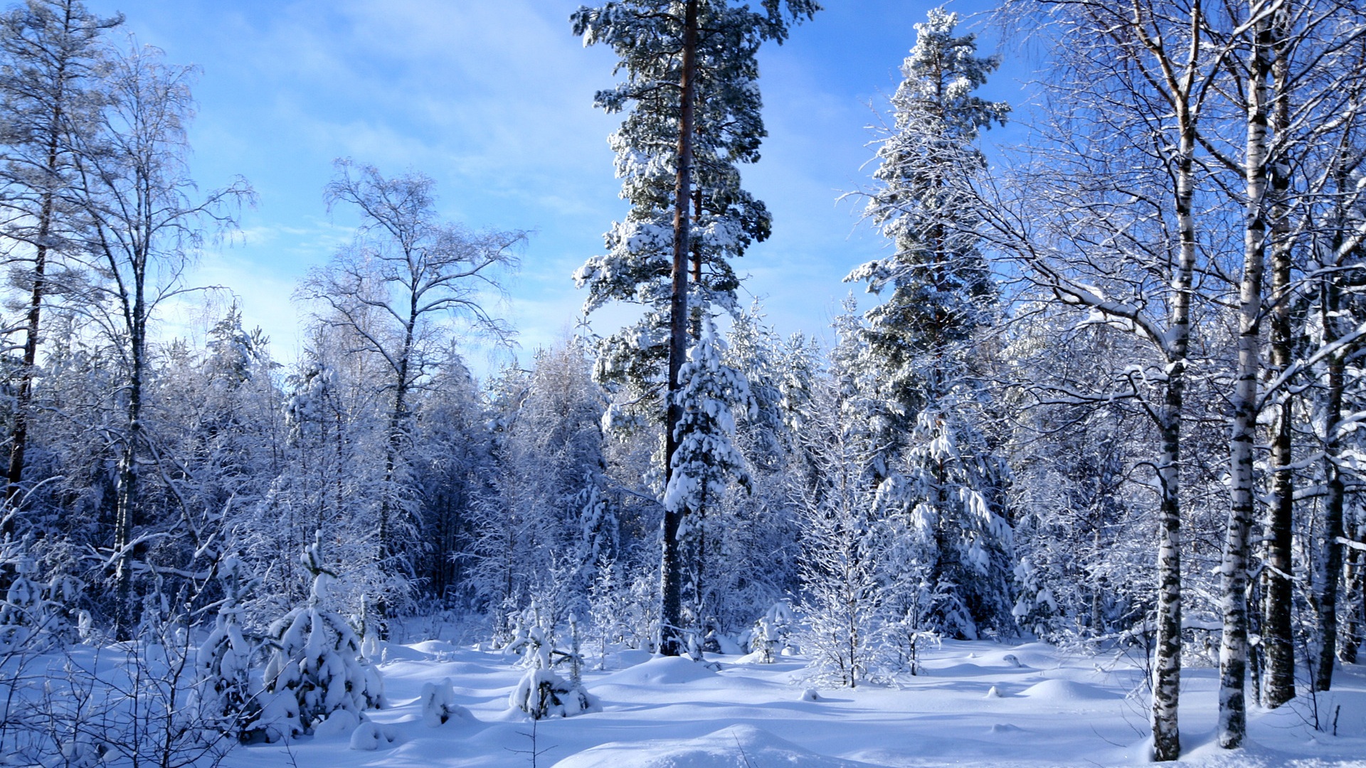 Widescreen Forest Snow Background