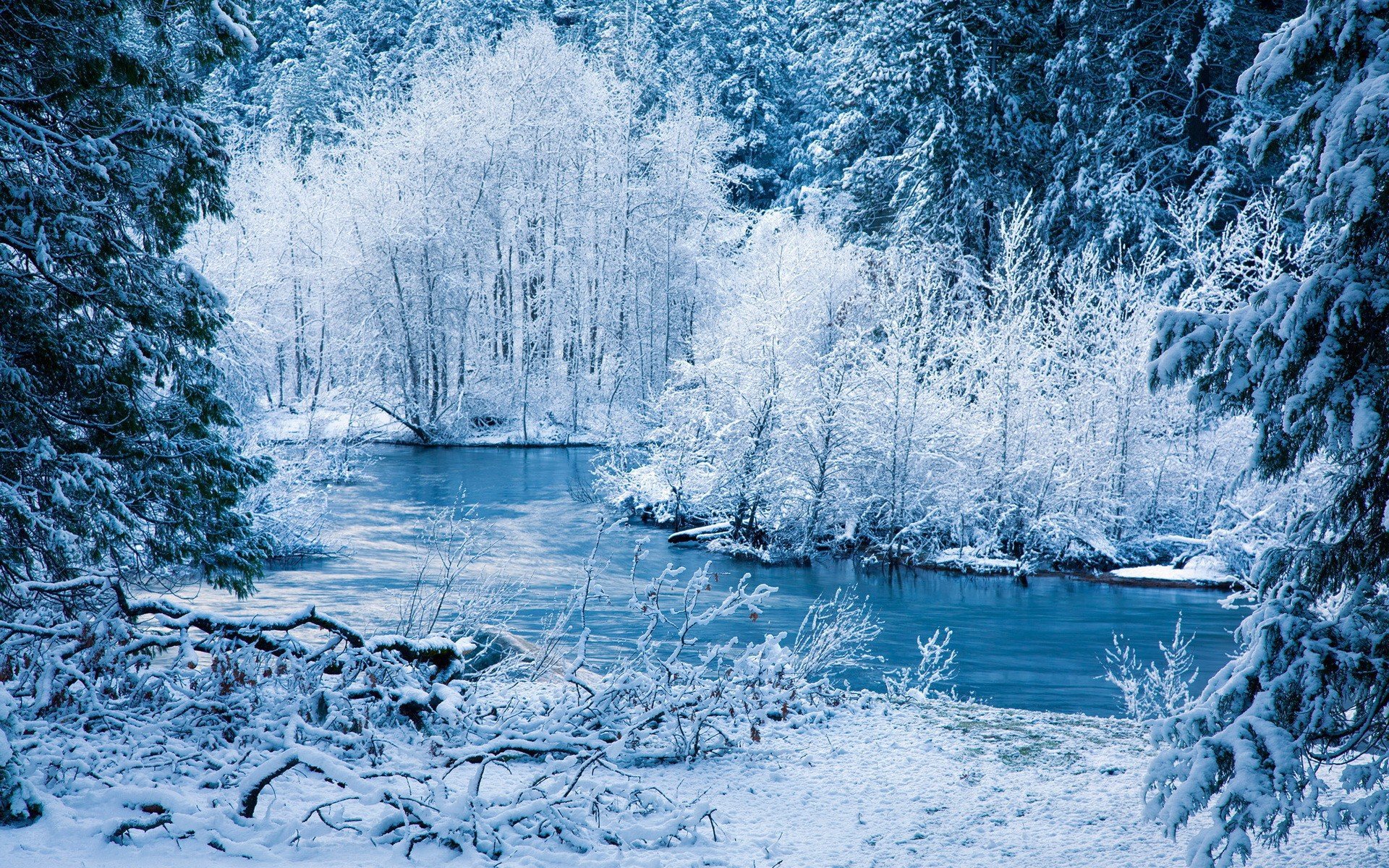Free download Evening winter forest wallpaper and image