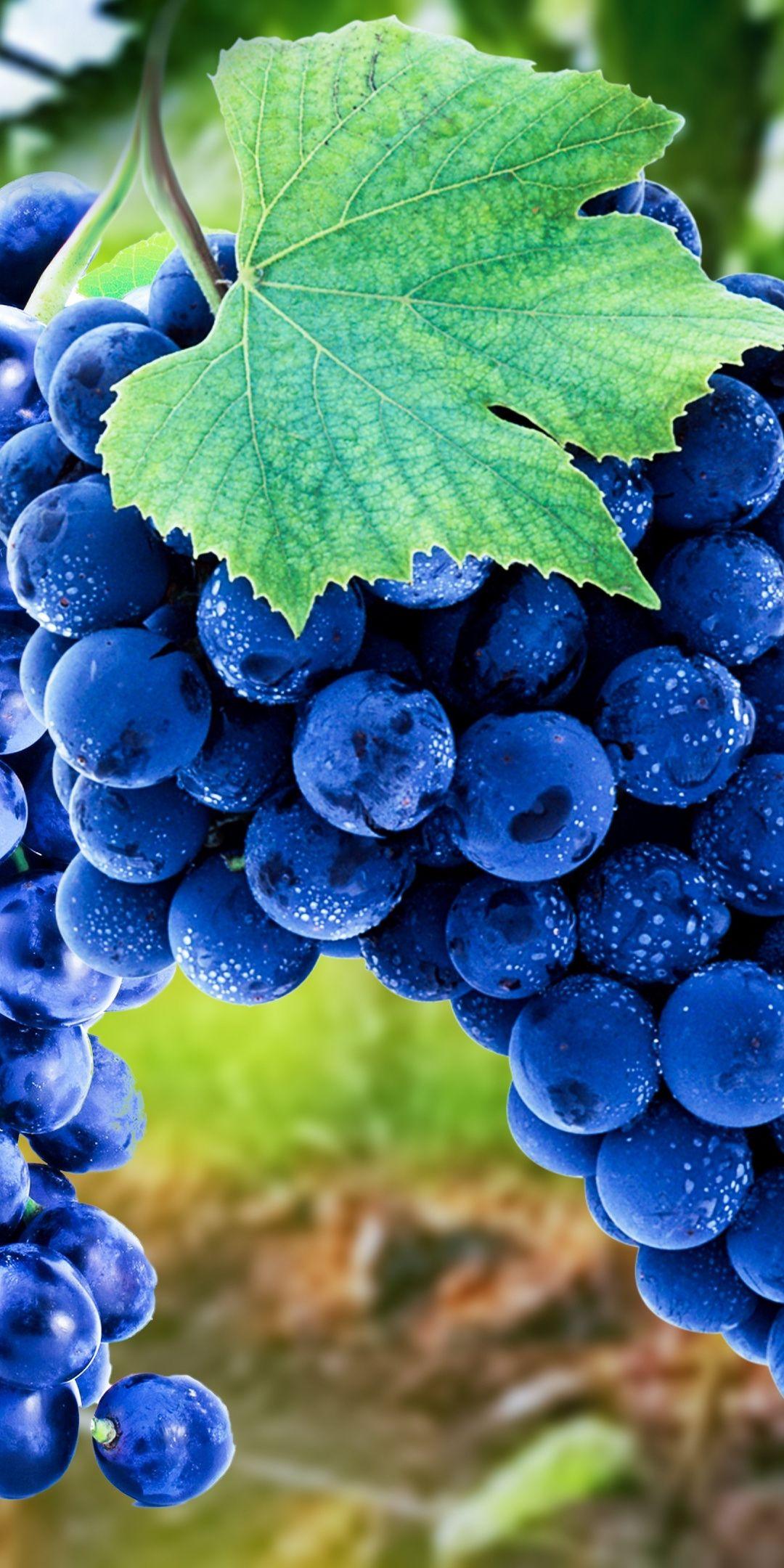 Grapes, blue, fruits, ripen, 1080x2160 wallpaper. Grape