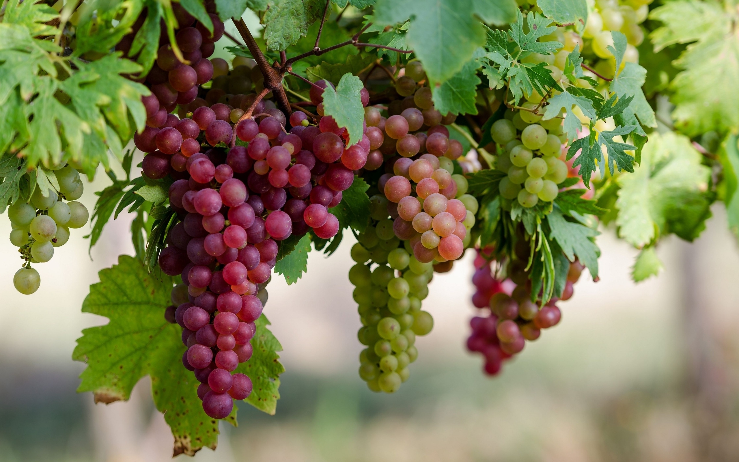 Free download Grapes wallpaper 1347606 [2560x1600]