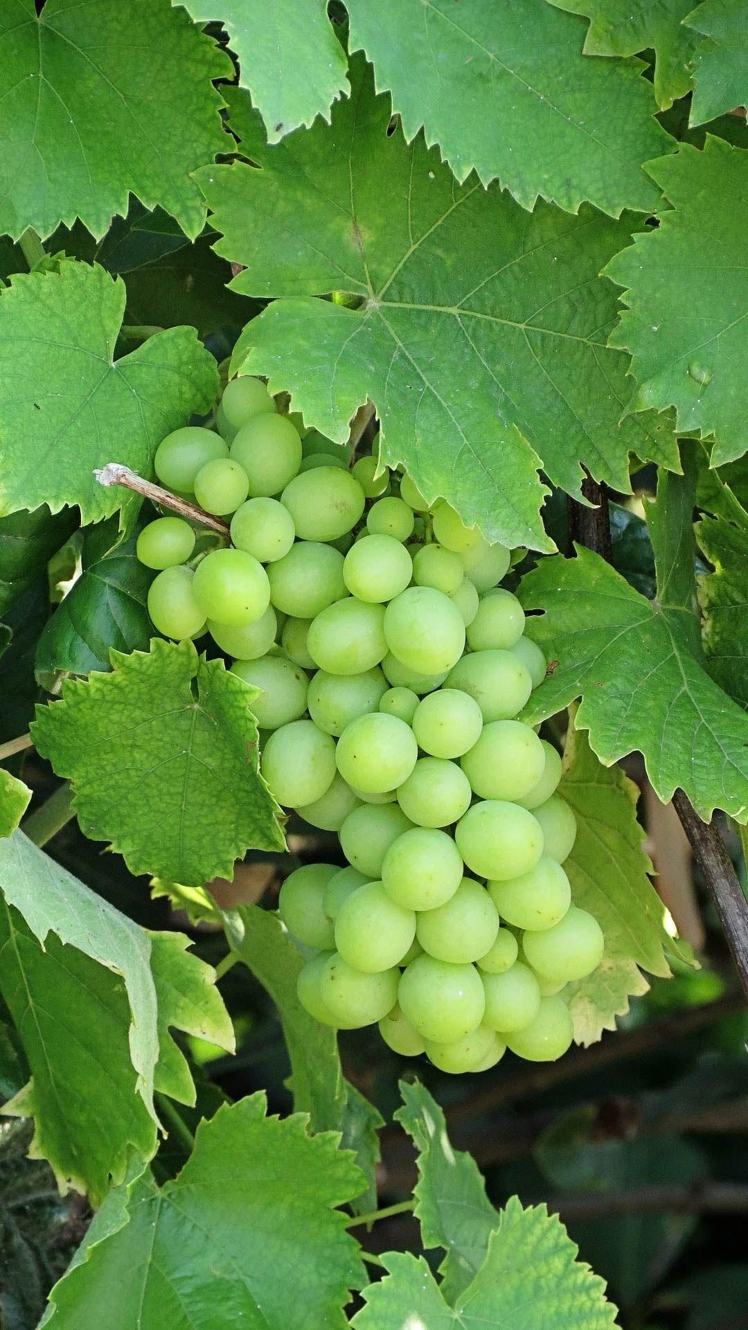 Green grapes wallpaper for android mobile phone free #download HD