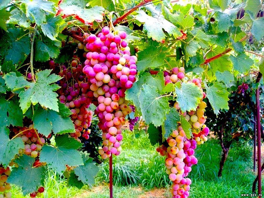 image Food Grapes Fruit Vineyard