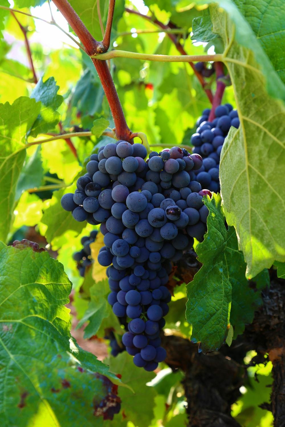 Grapes Picture [HQ]. Download Free Image