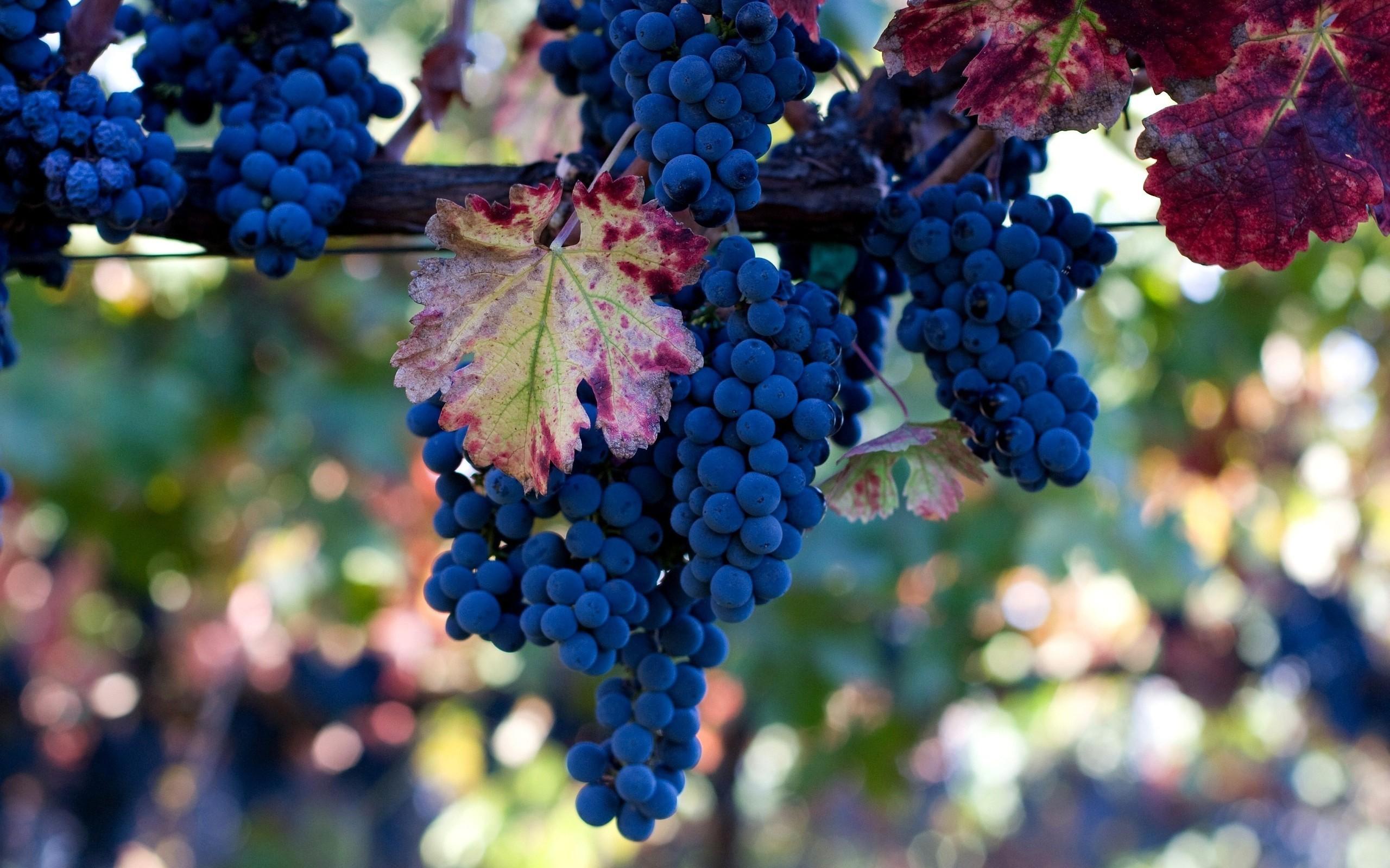 Bokeh Fruits Fruit Trees Grapes Leaves Wallpaper Tree