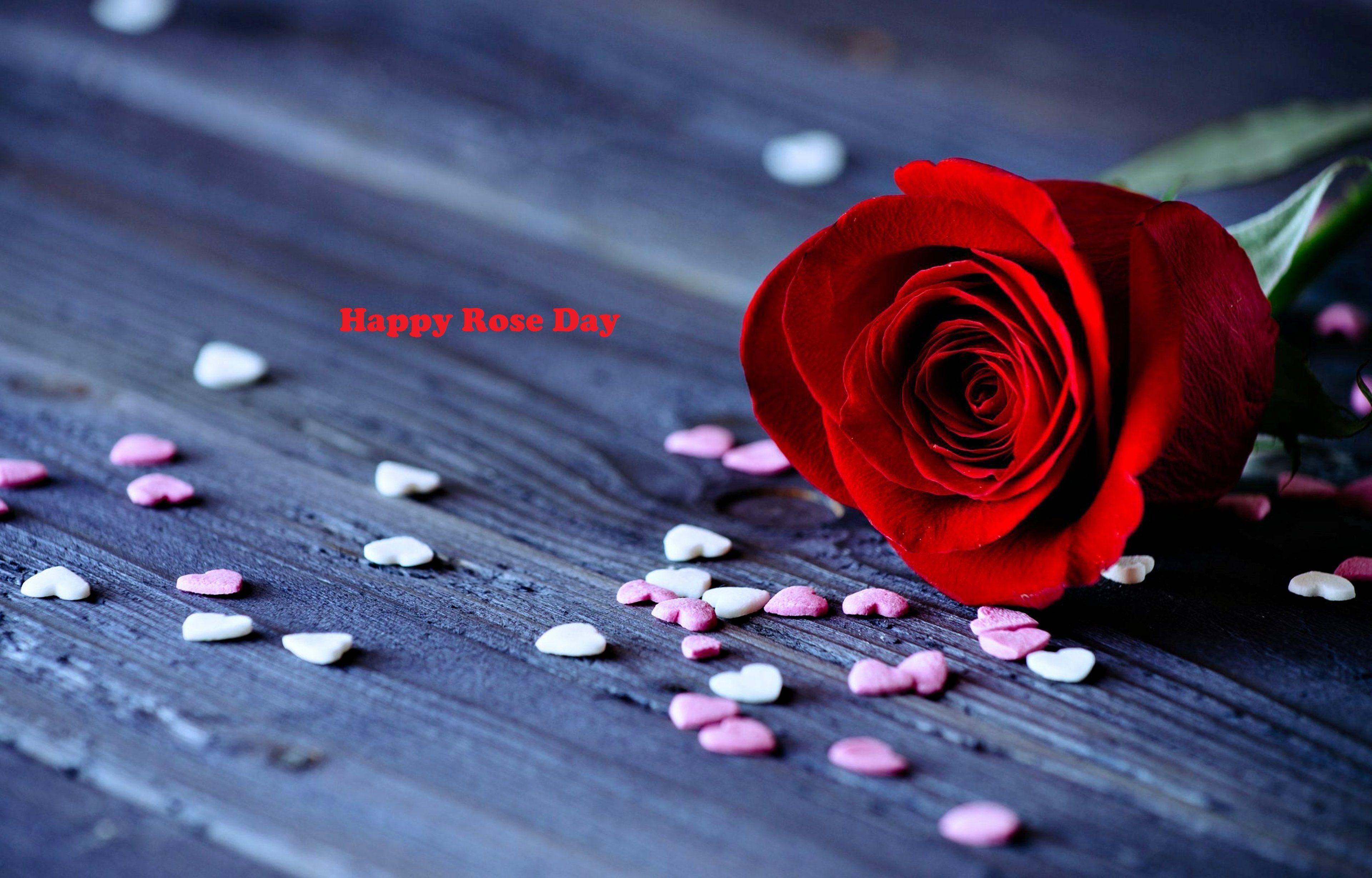 Rose Day Photography HD Wallpapers - Wallpaper Cave