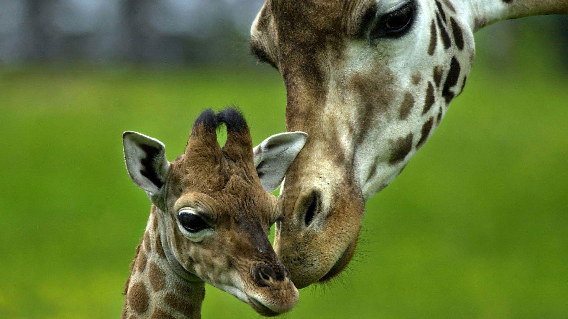 giraffe screensavers and background free. Giraffe picture, Baby