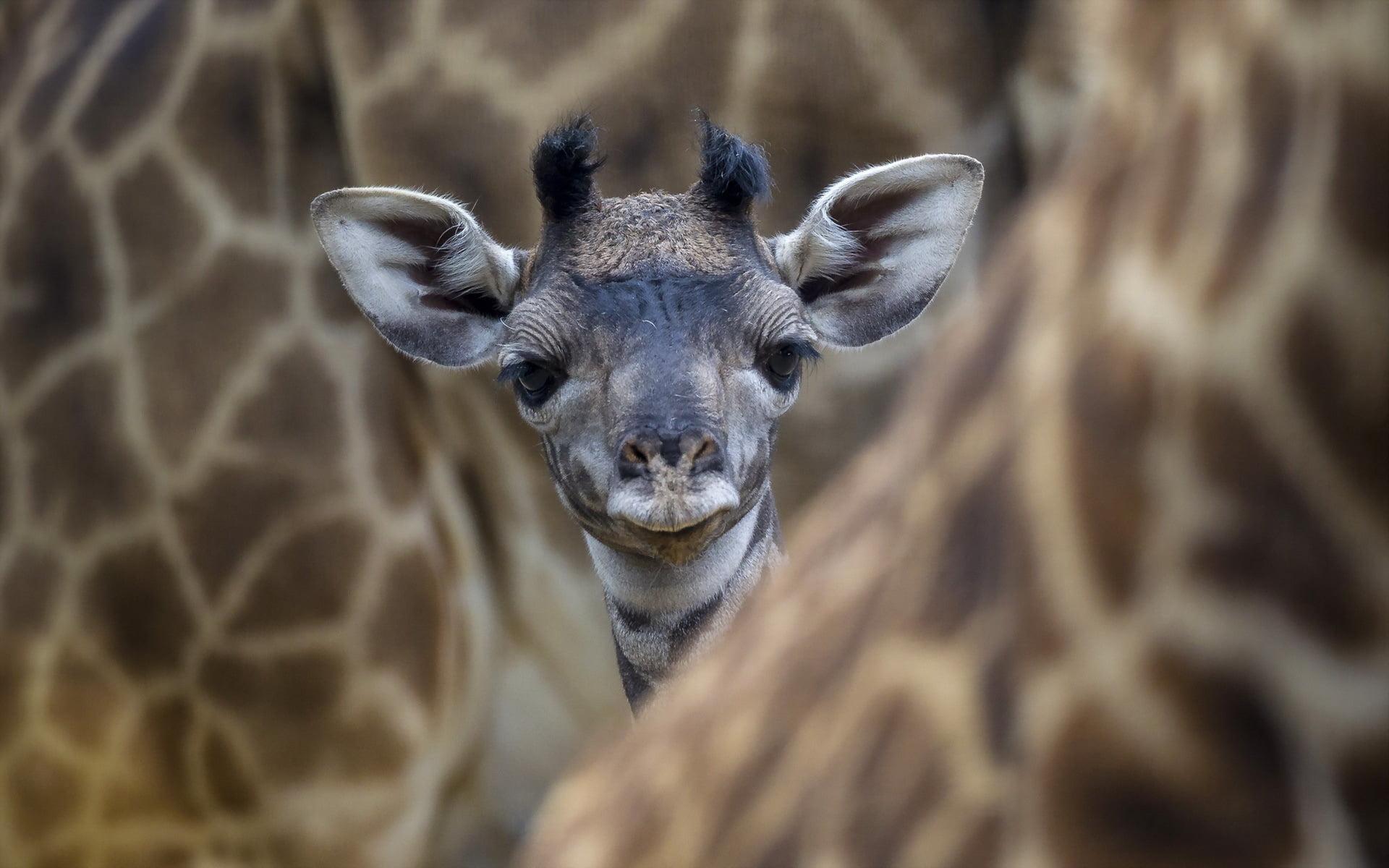 Baby Giraffe photo HD wallpaper