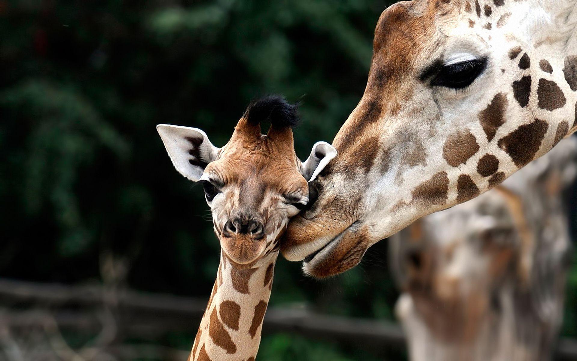 Baby Giraffe giraffa camelopardalis