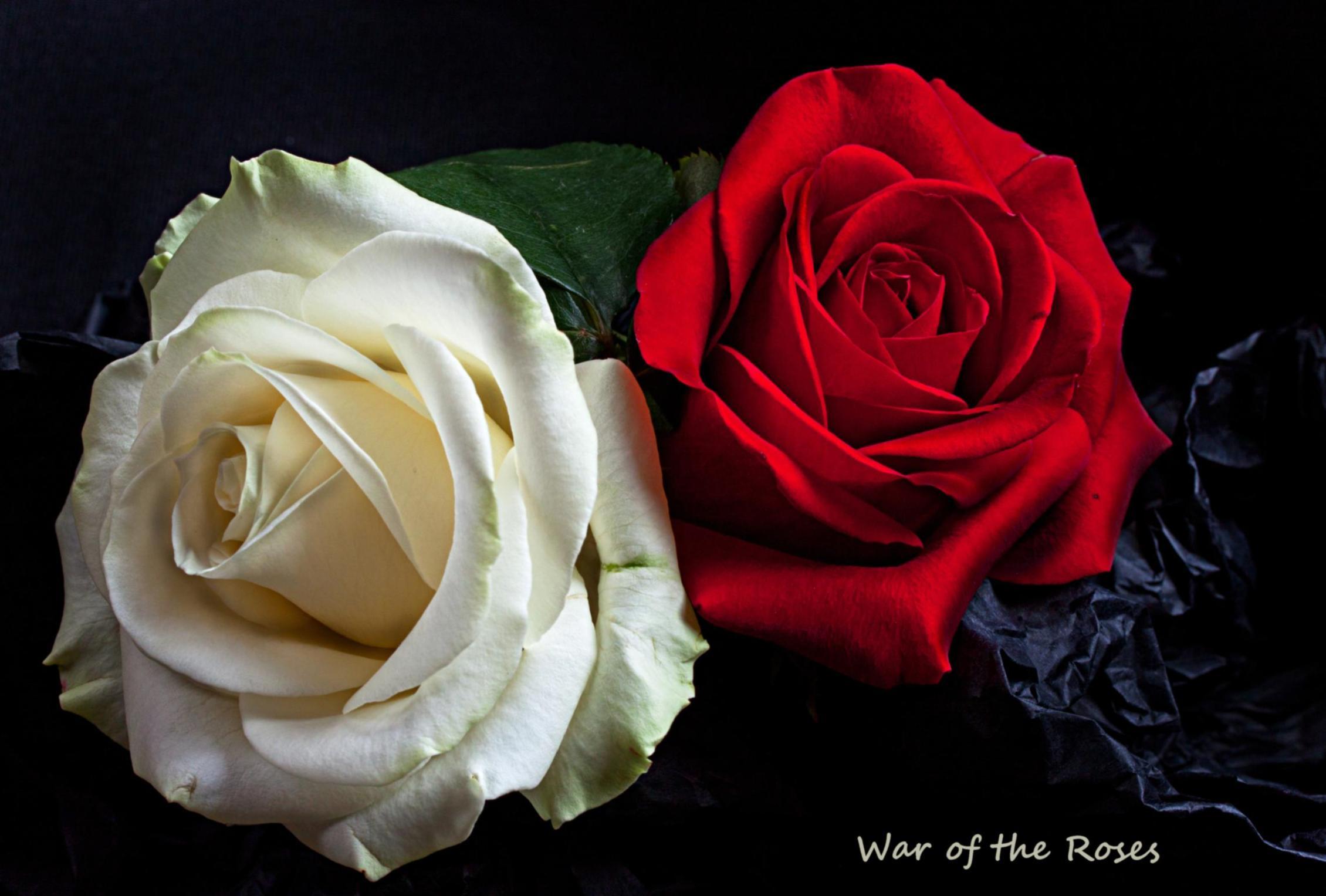 Rose Day Photography HD Wallpapers - Wallpaper Cave