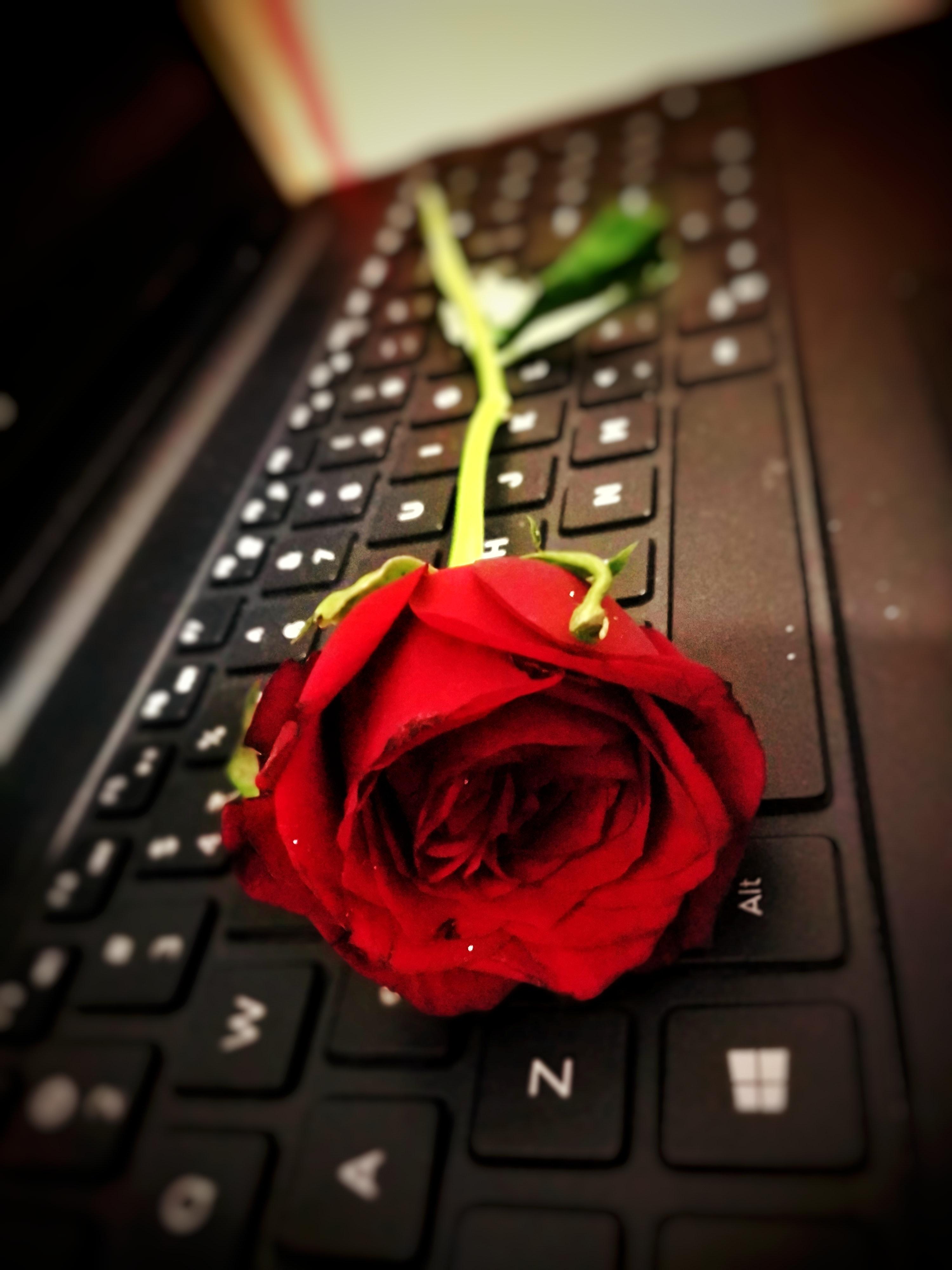 Free of happy rose day, keyboard, Red Rose