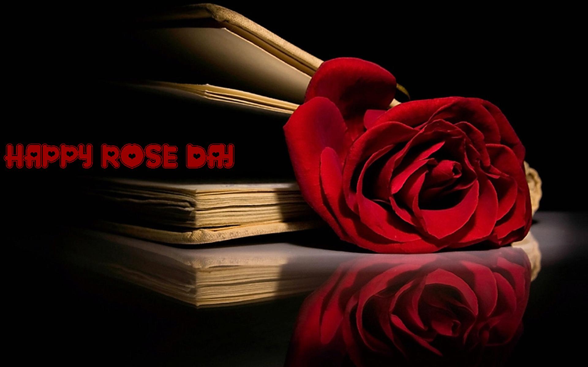 Rose Day Photography HD Wallpapers Wallpaper Cave